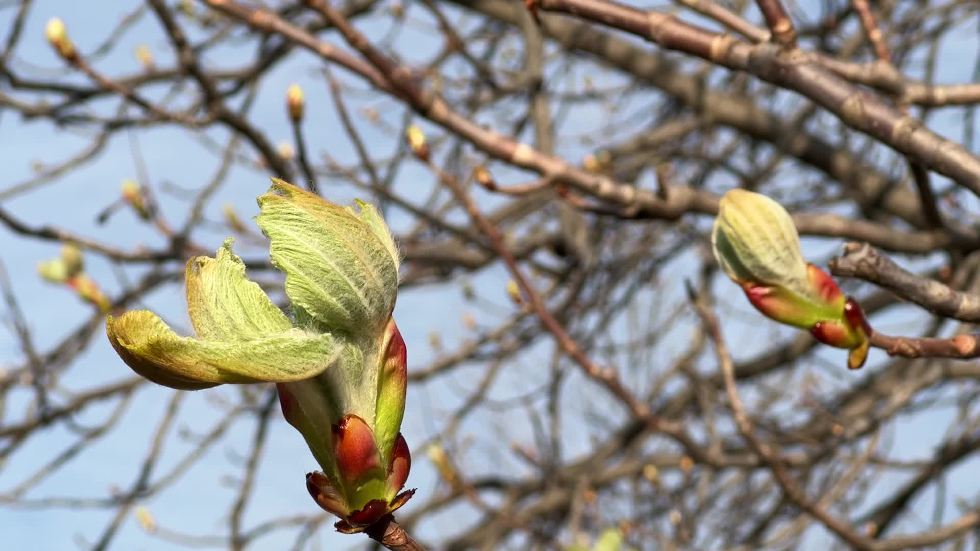 Spring season in Toronto, Canada