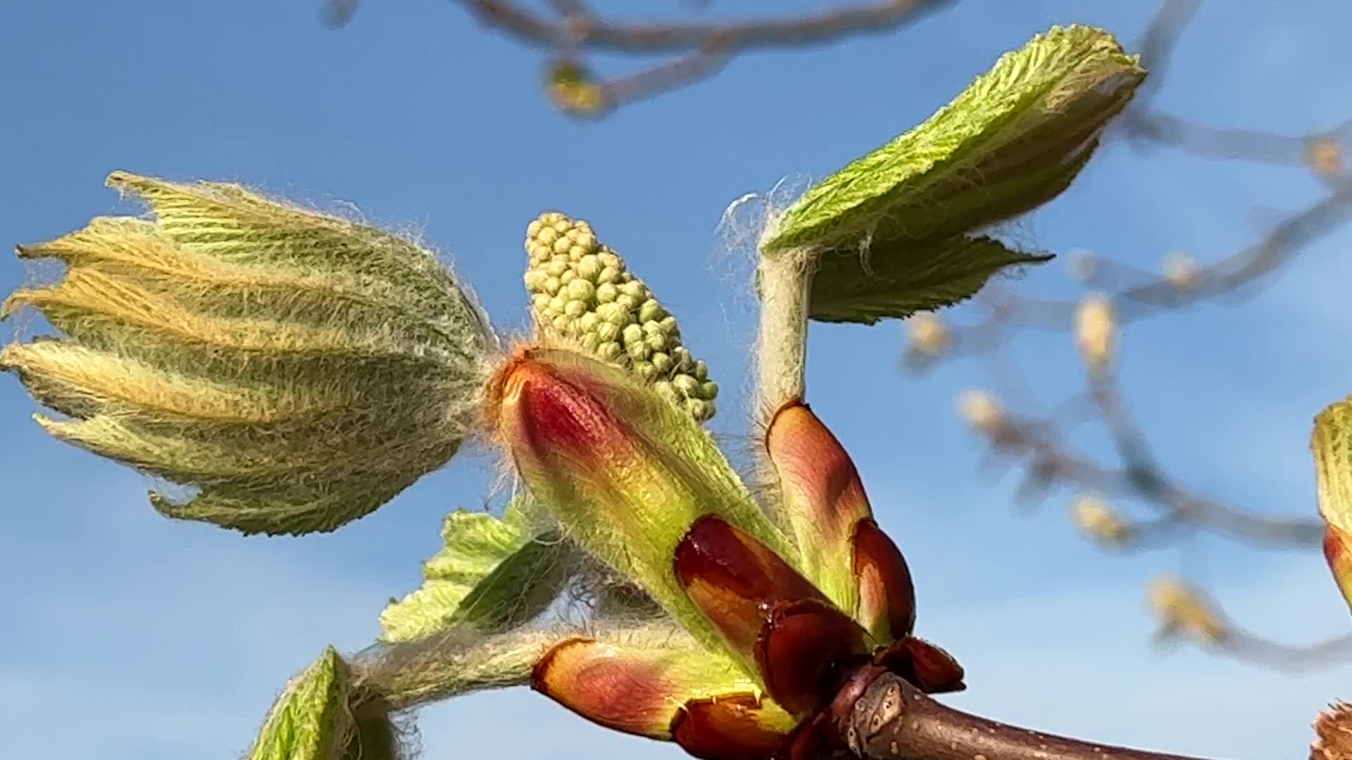 Spring season in Toronto, Canada