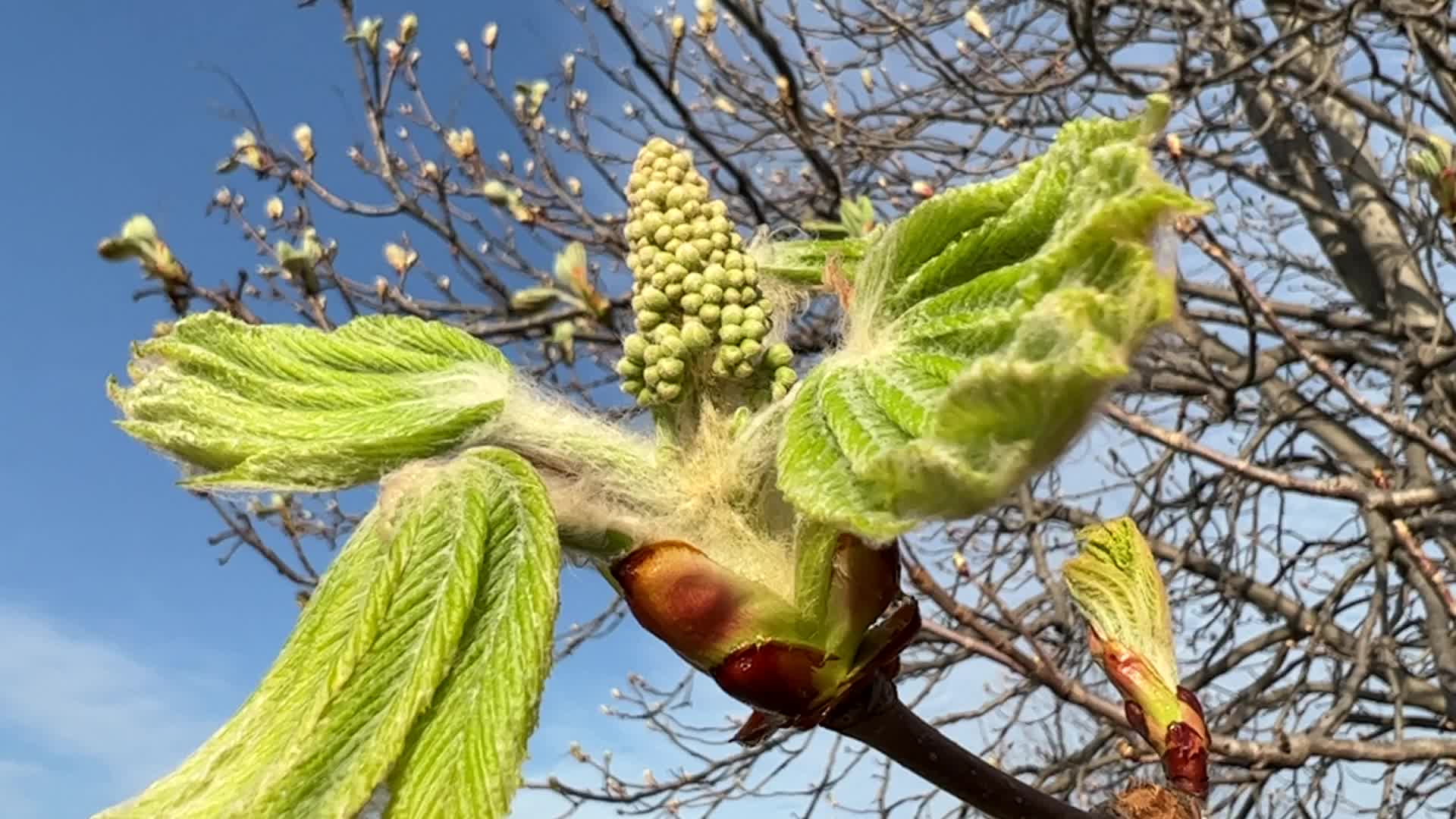 Spring season in Toronto, Canada