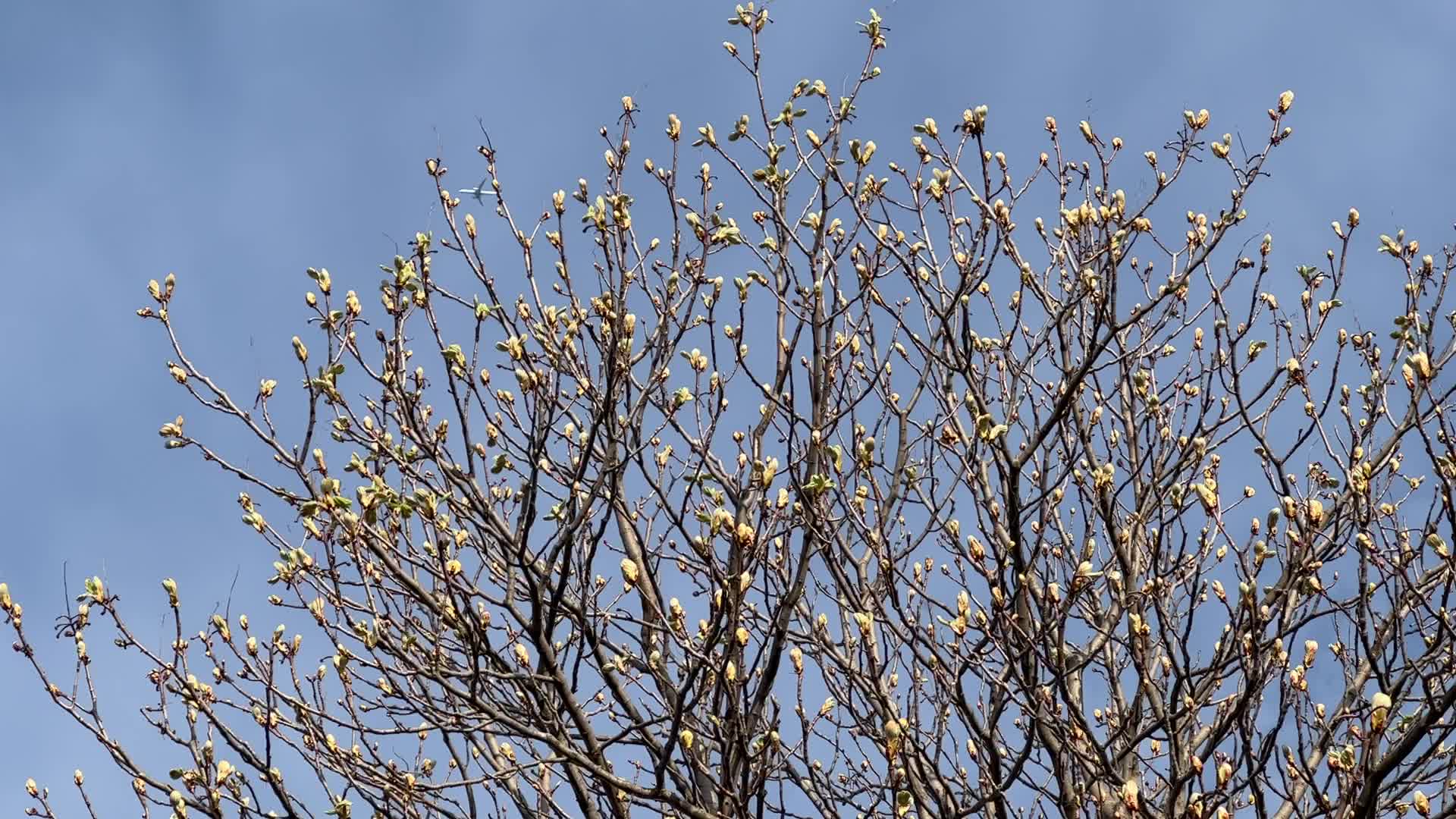 Spring season in Toronto, Canada