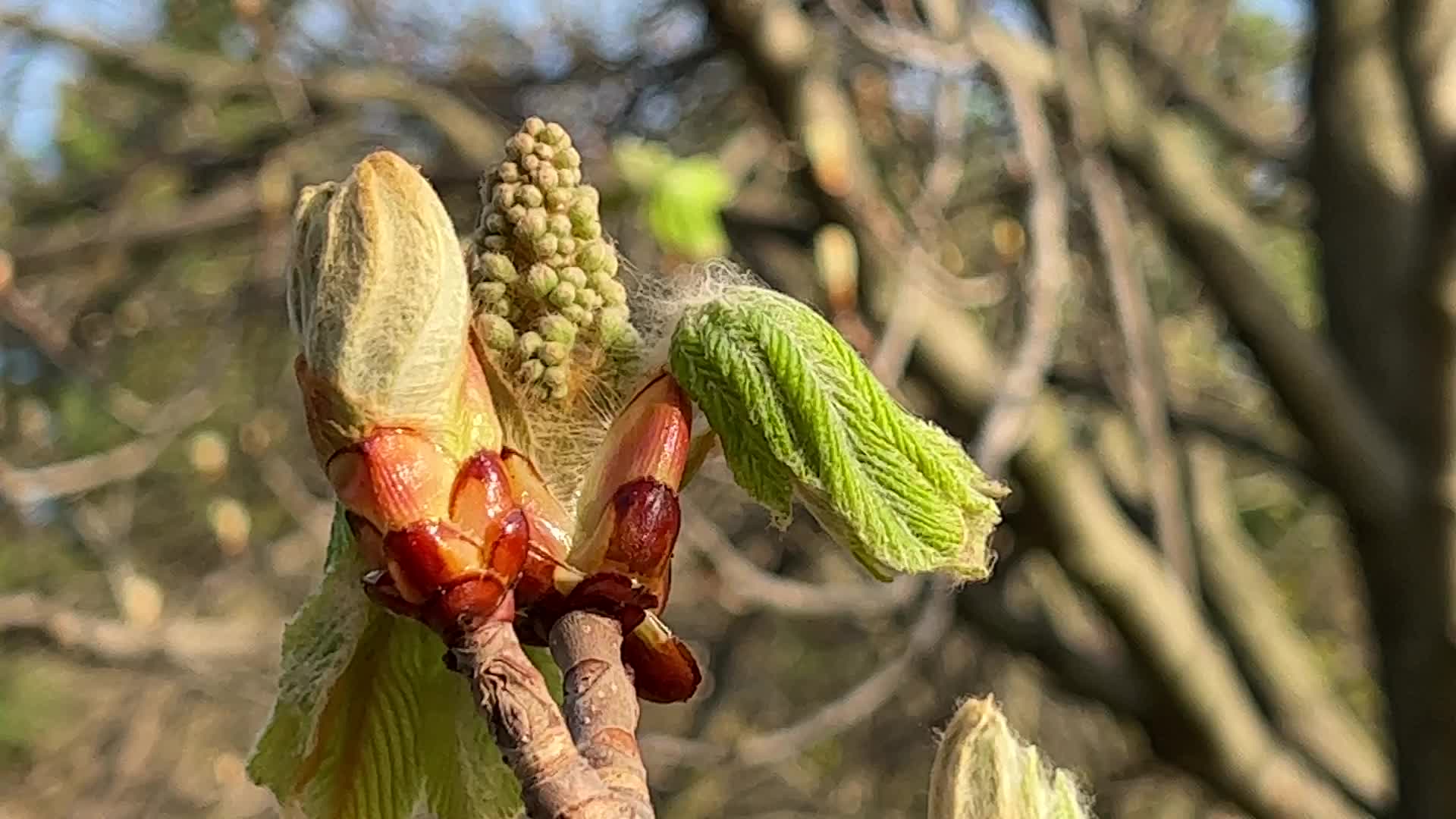 Spring season in Toronto, Canada