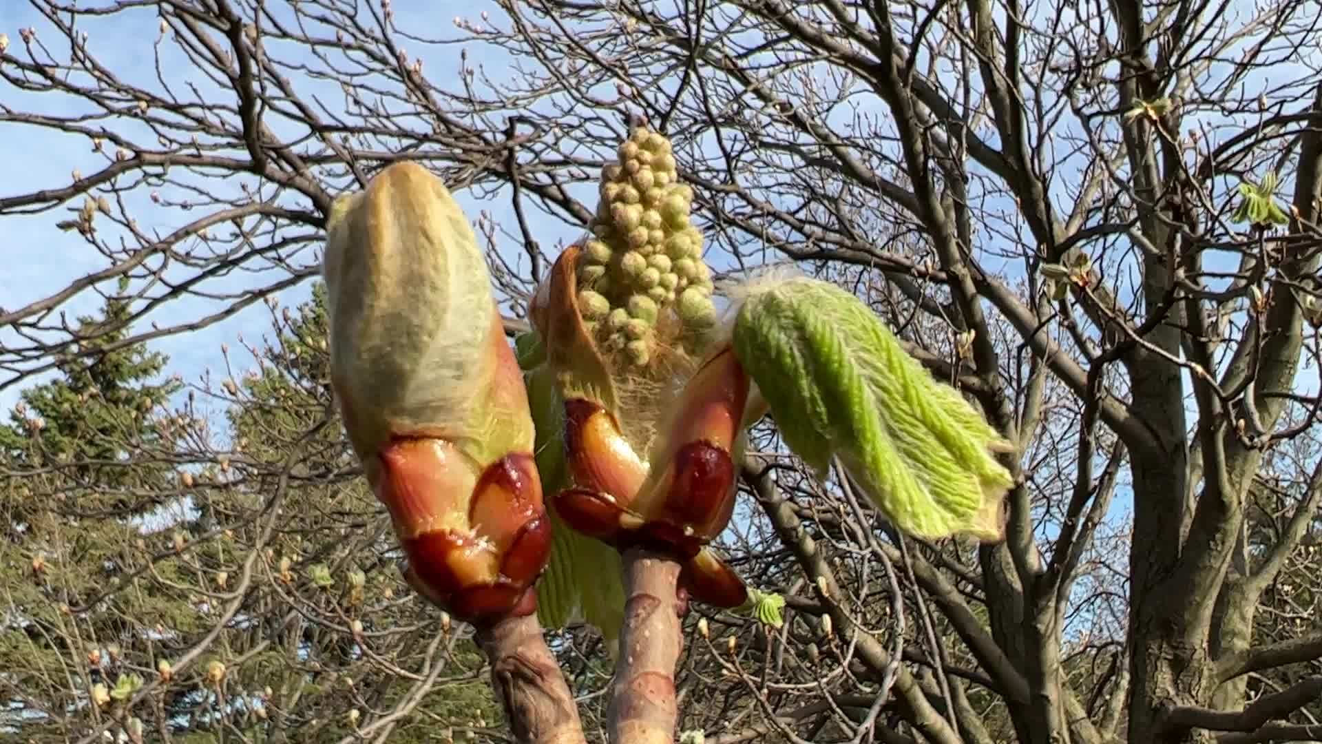 Spring season in Toronto, Canada
