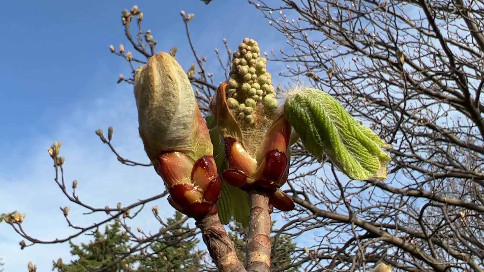 Spring season in Toronto, Canada