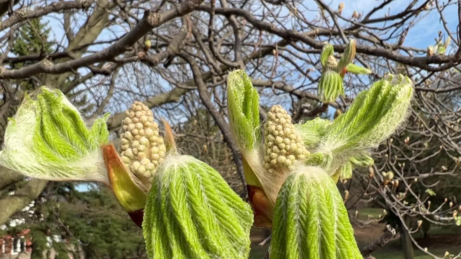 Spring season in Toronto, Canada