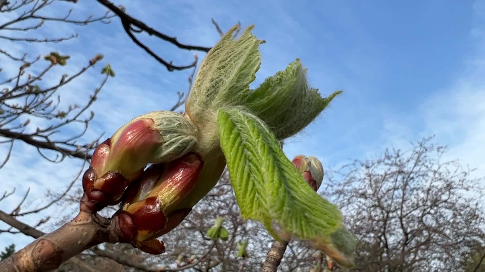 Spring season in Toronto, Canada