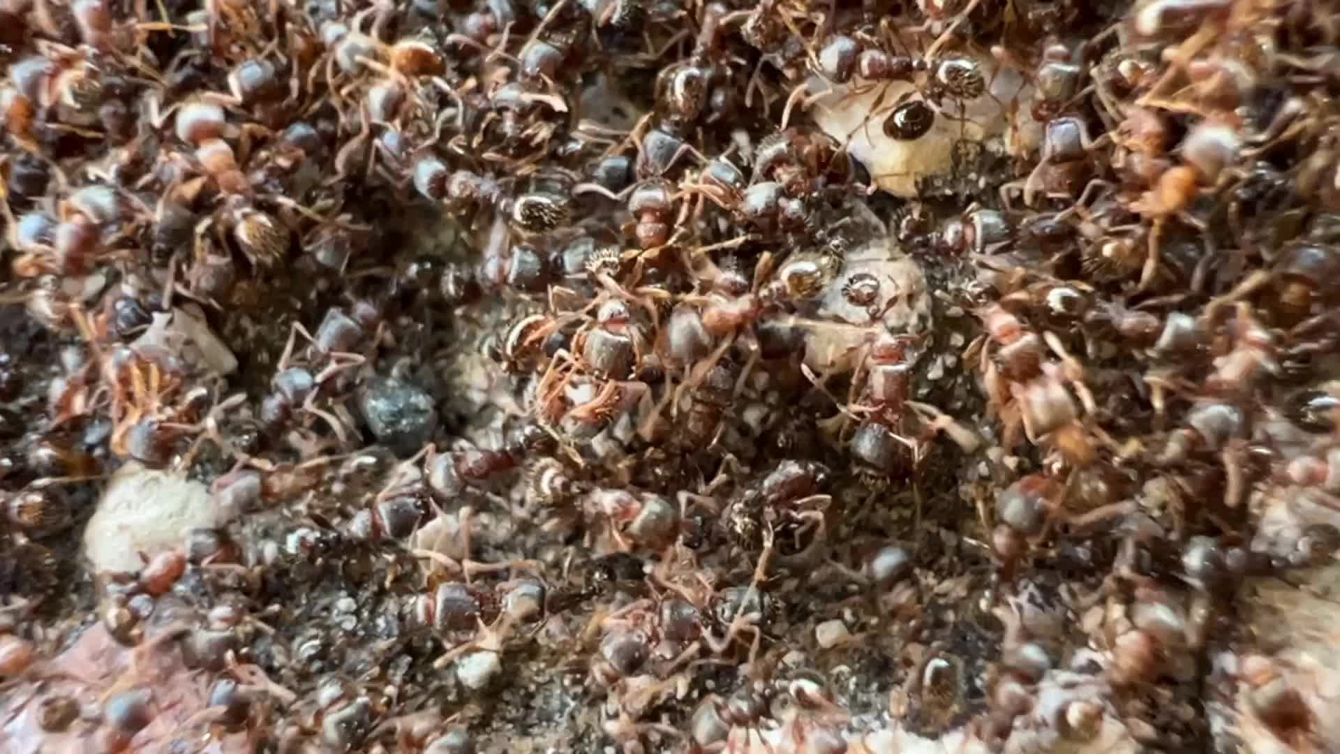 Thousands of ants