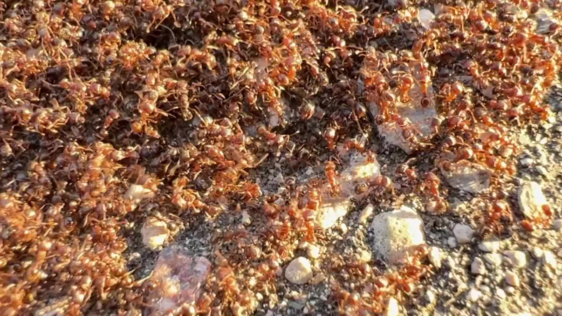 Thousands of ants