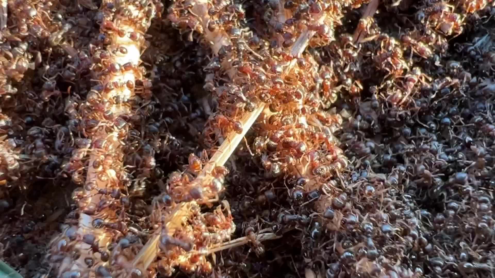 Thousands of ants