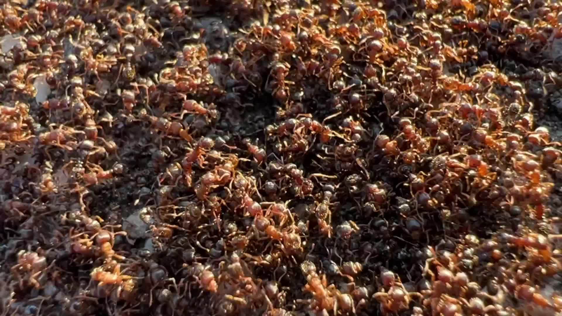 Thousands of ants