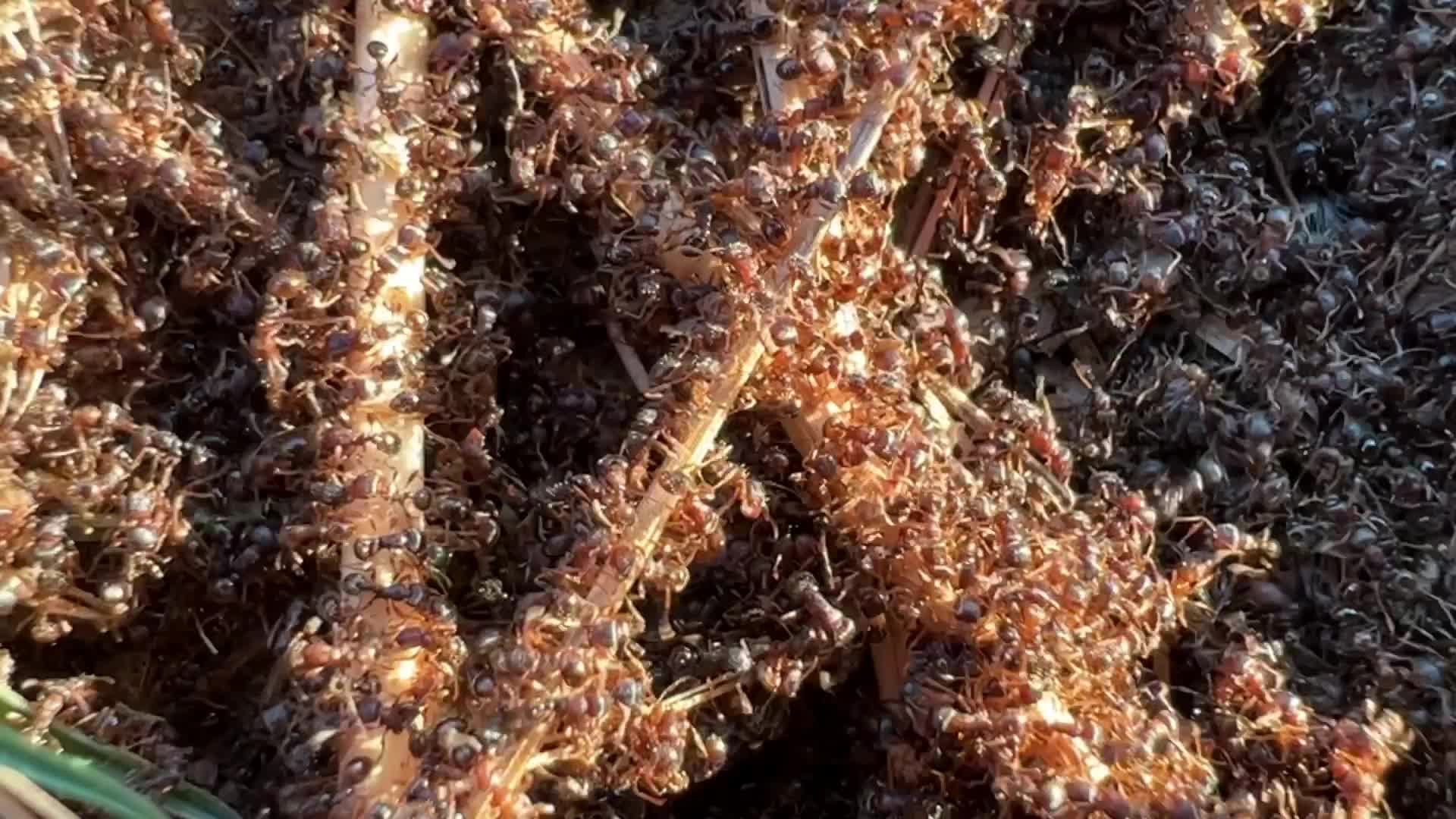 Thousands of ants