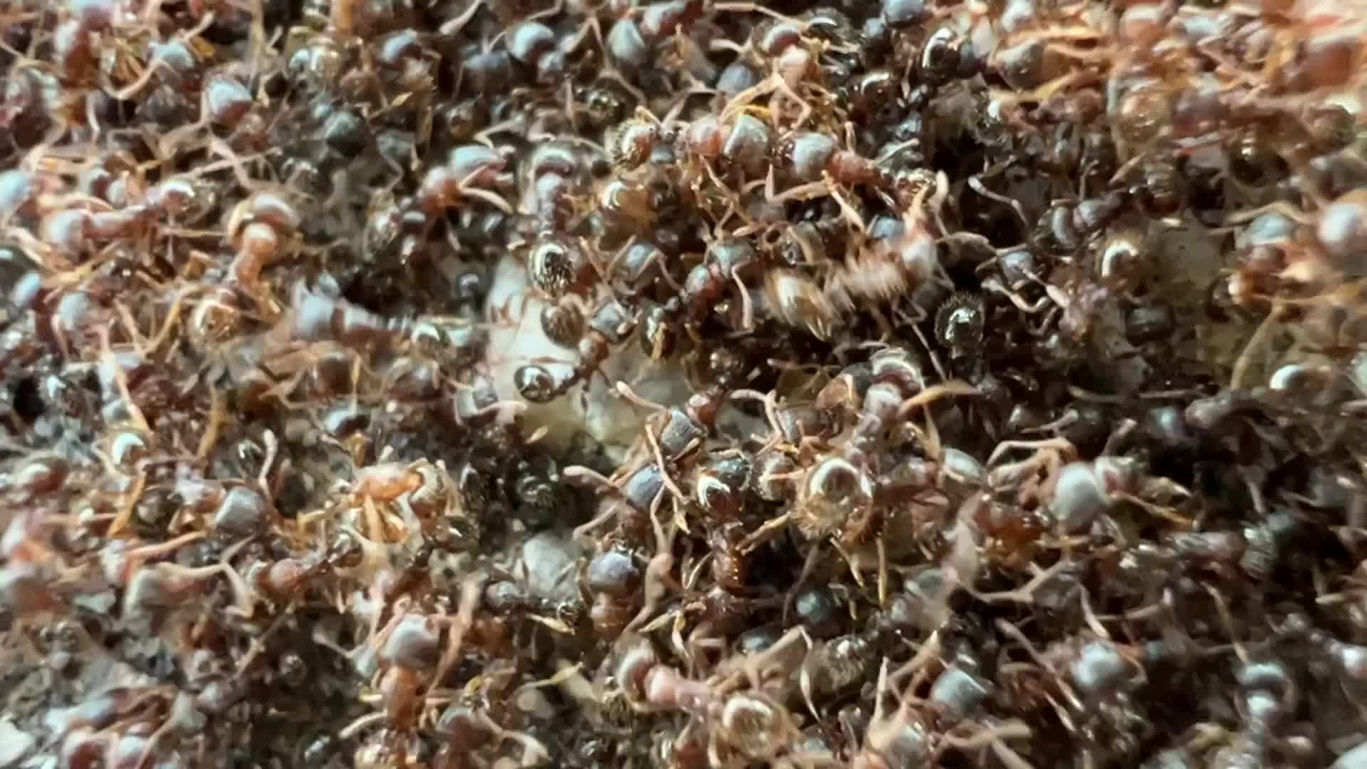 Thousands of ants