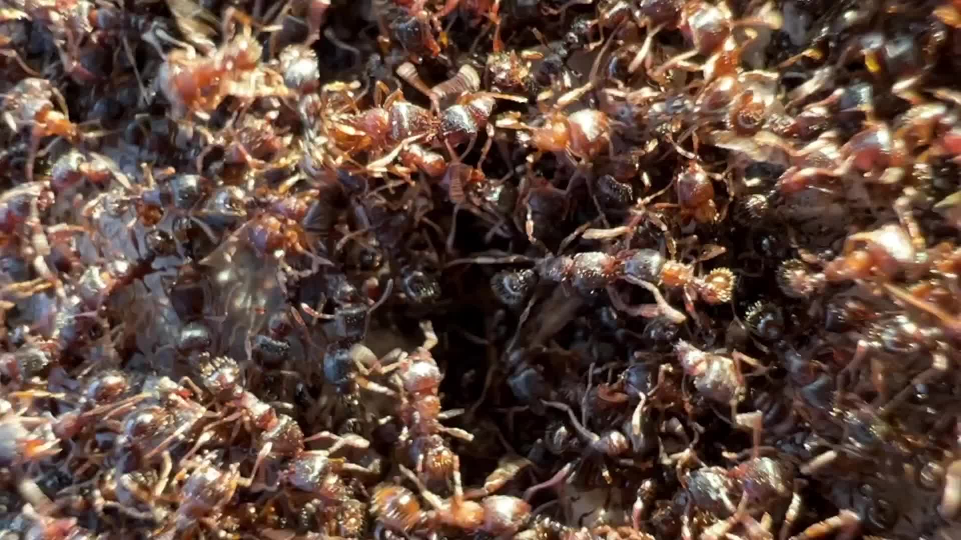 Thousands of ants