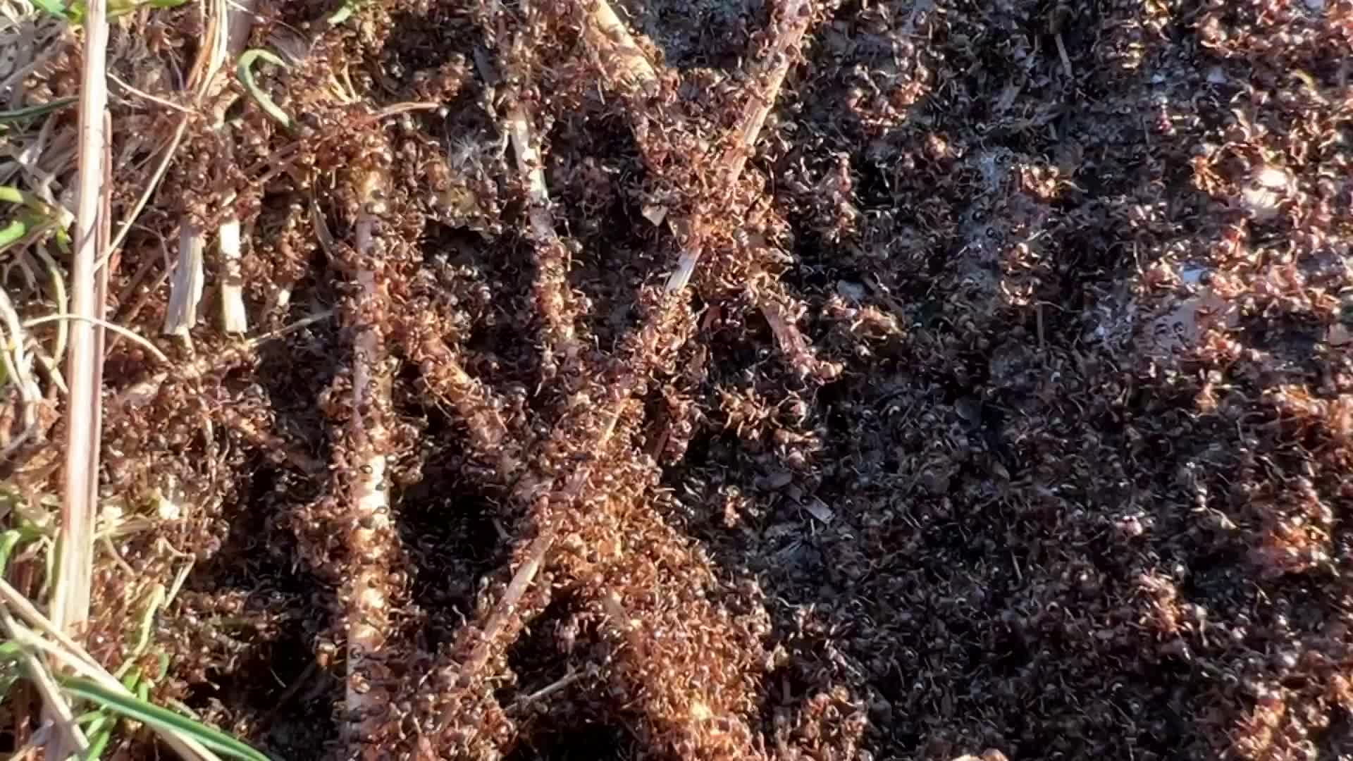 Thousands of ants