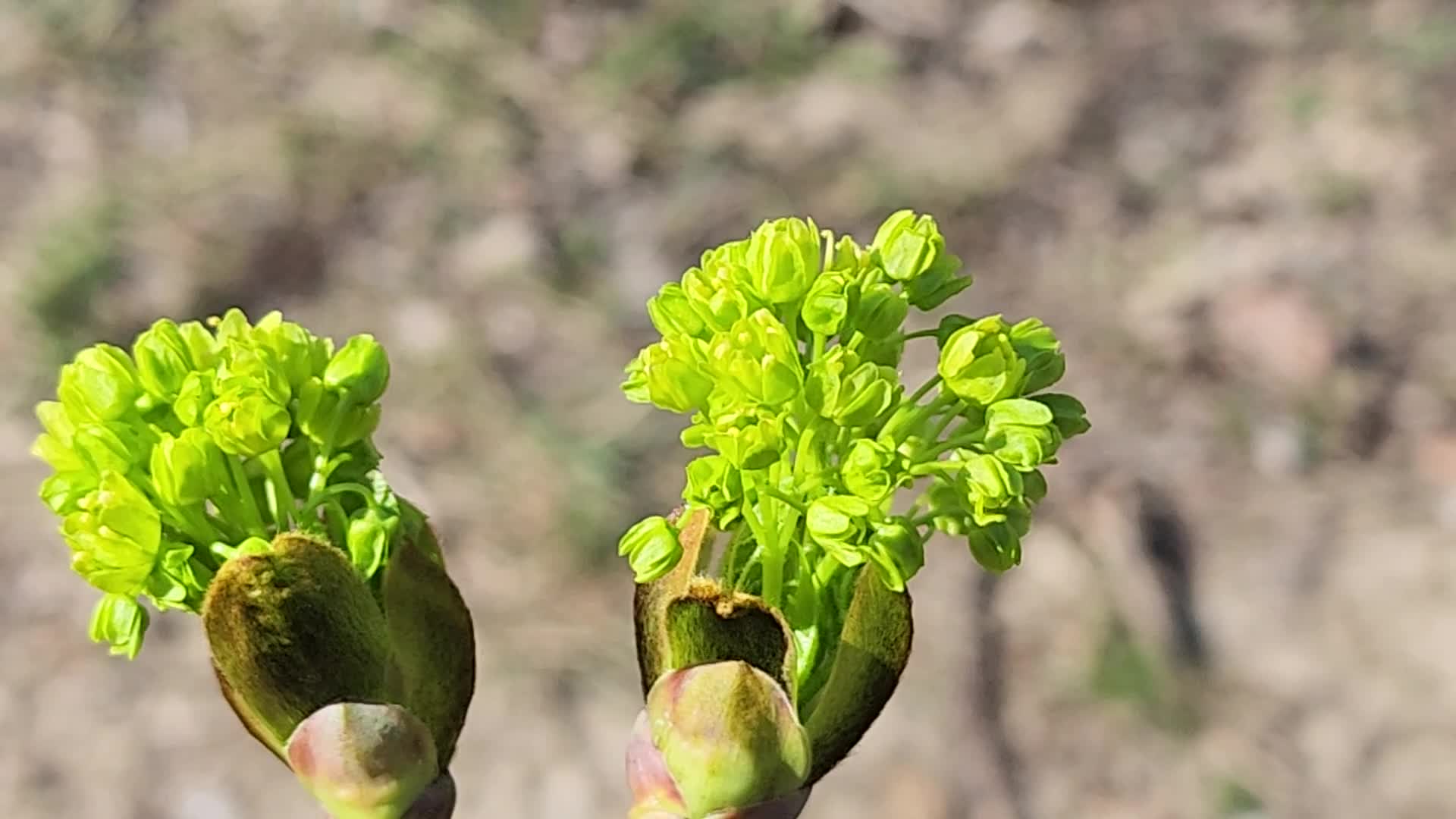 Spring season in Toronto, Canada