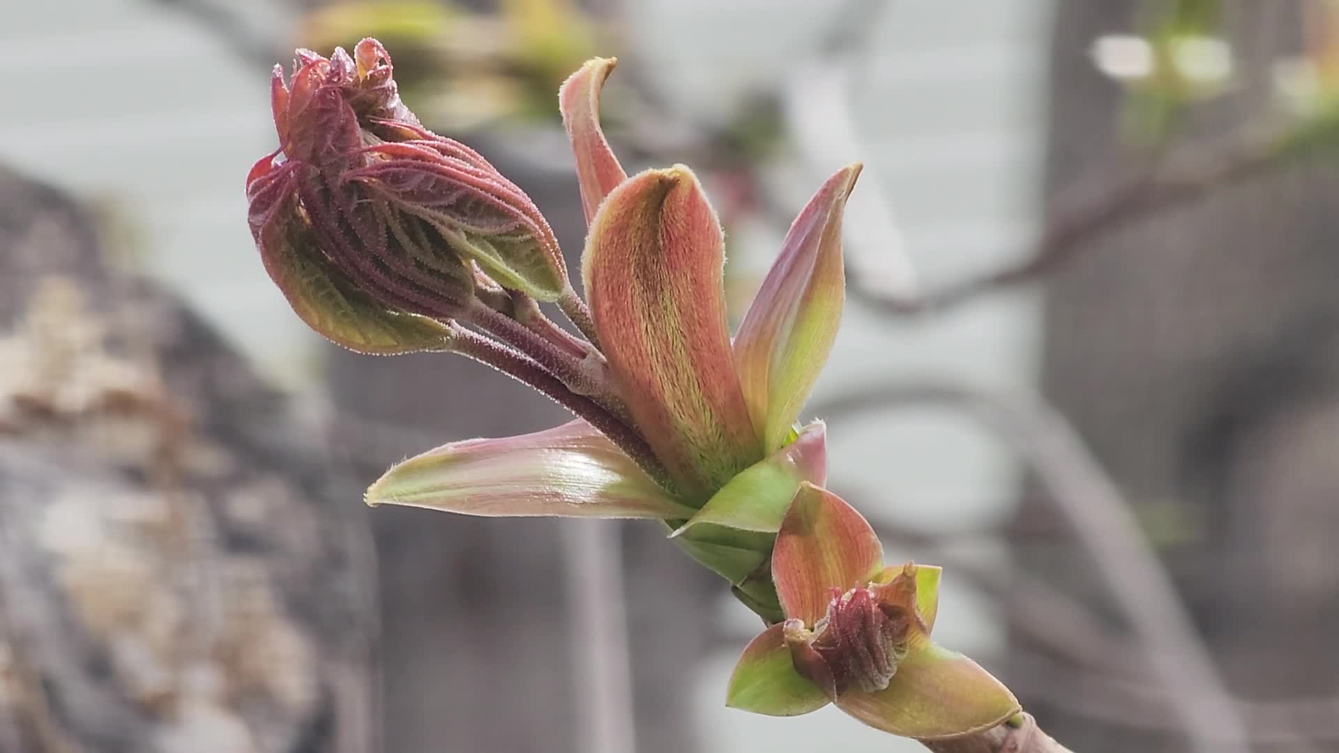 Spring season in Toronto, Canada