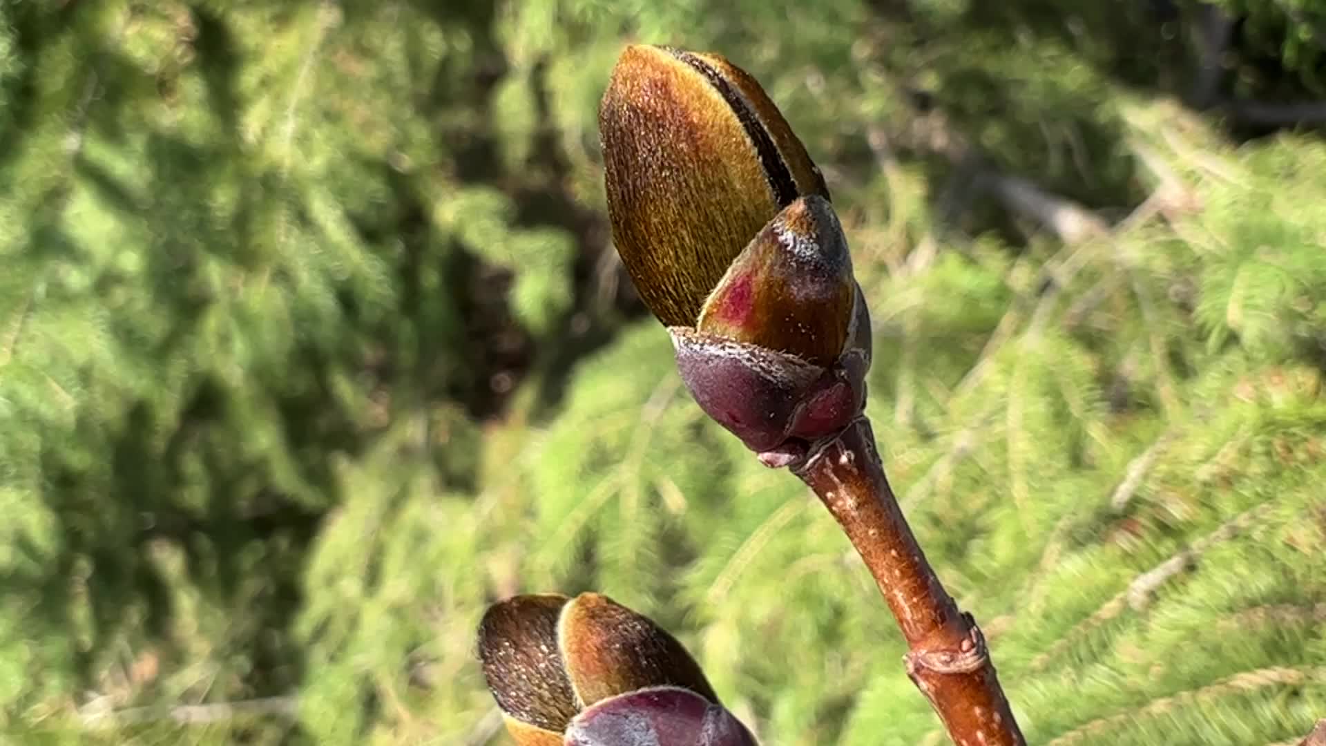 Spring season in Toronto, Canada