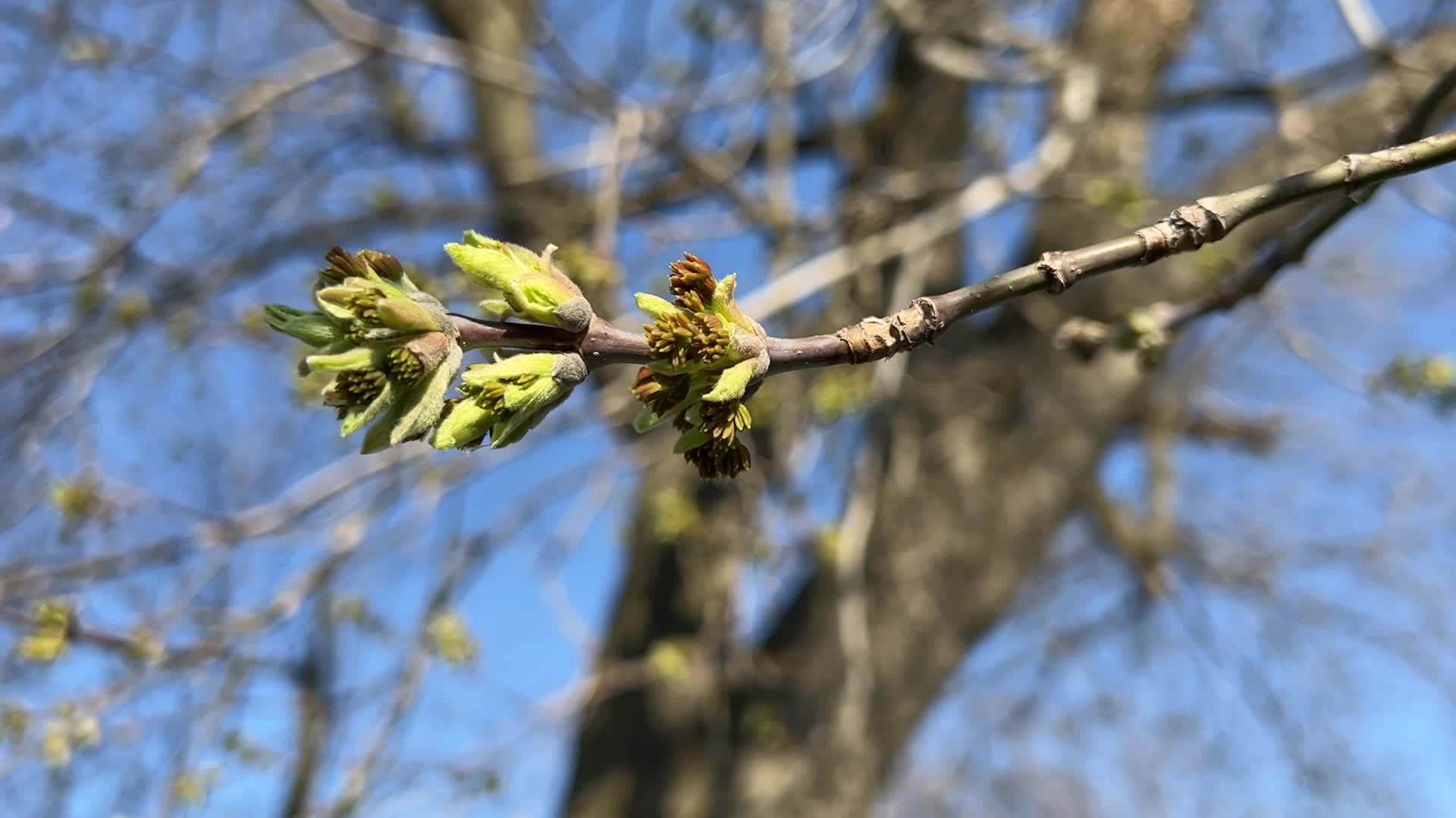 Spring season in Toronto, Canada