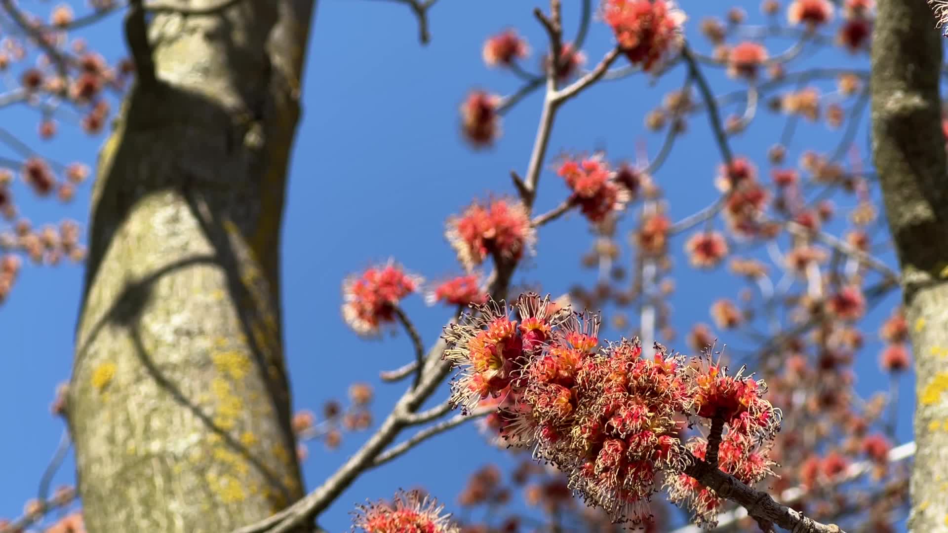 Spring season in Toronto, Canada