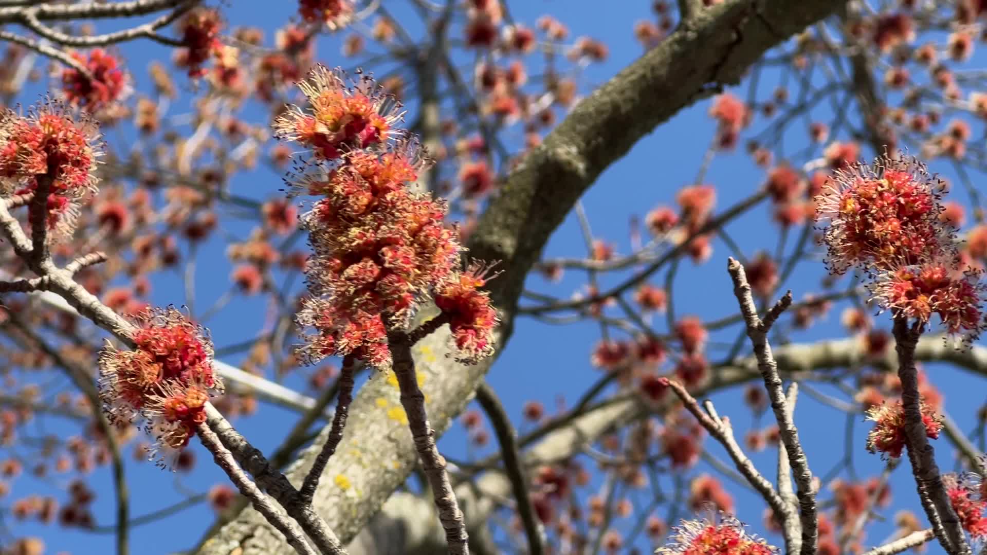 Spring season in Toronto, Canada