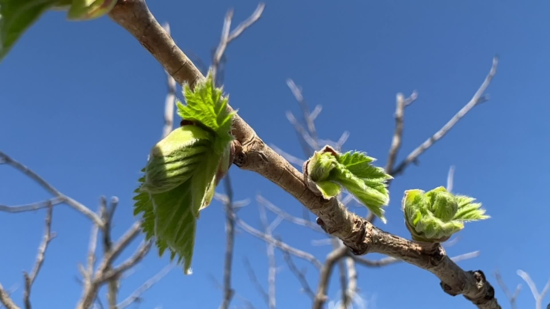 Spring season in Toronto, Canada