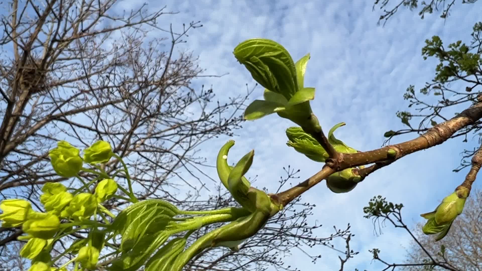 Spring season in Toronto, Canada