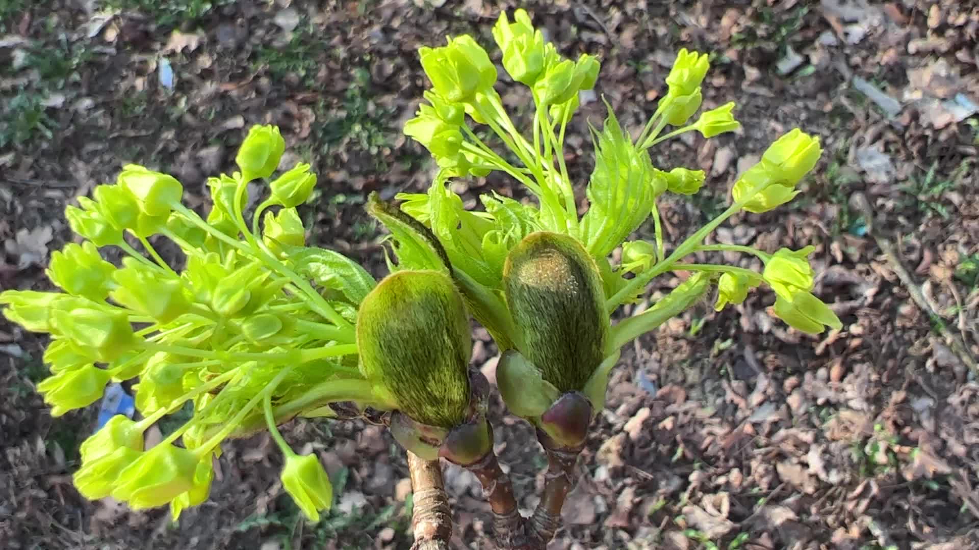 Spring season in Toronto, Canada