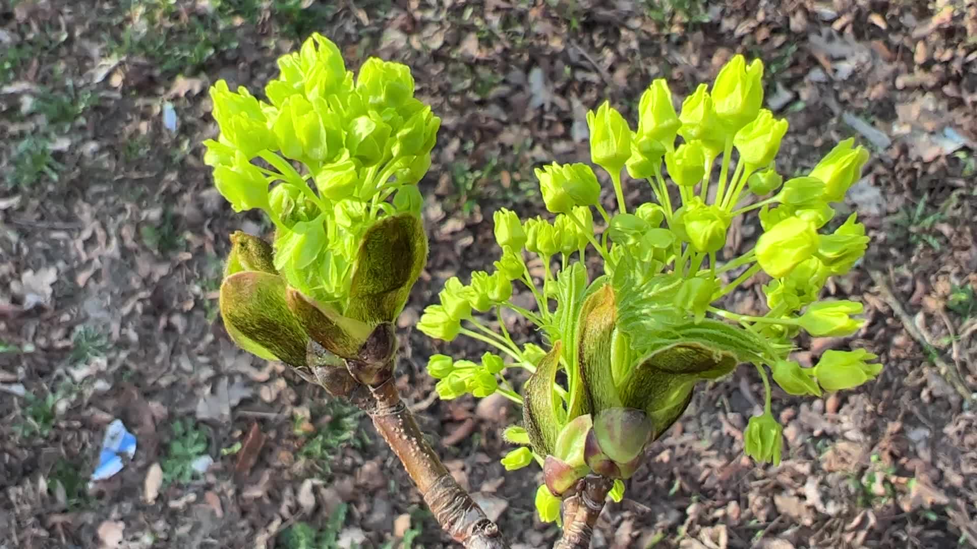 Spring season in Toronto, Canada