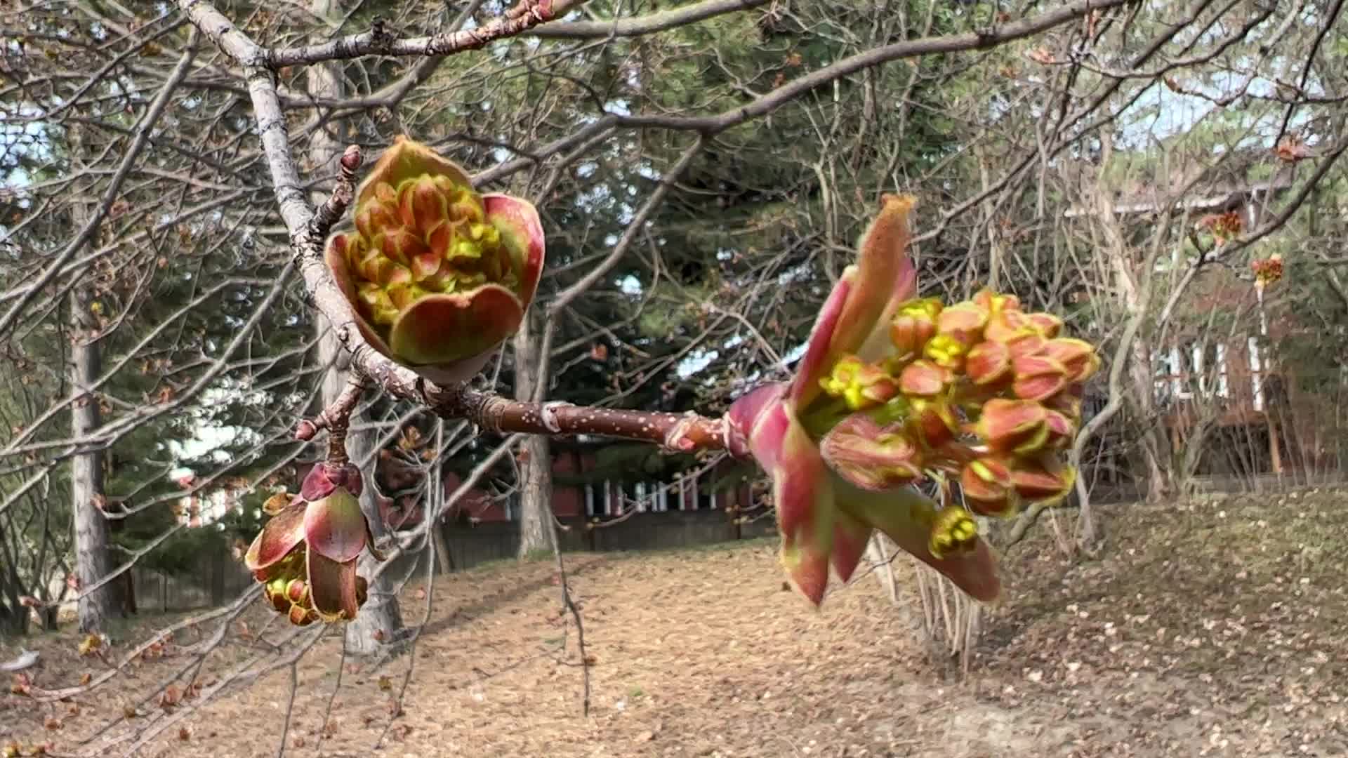 Spring season in Toronto, Canada