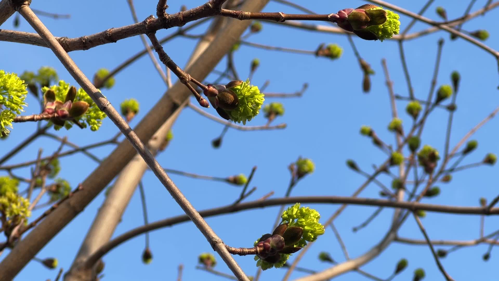 Spring season in Toronto, Canada