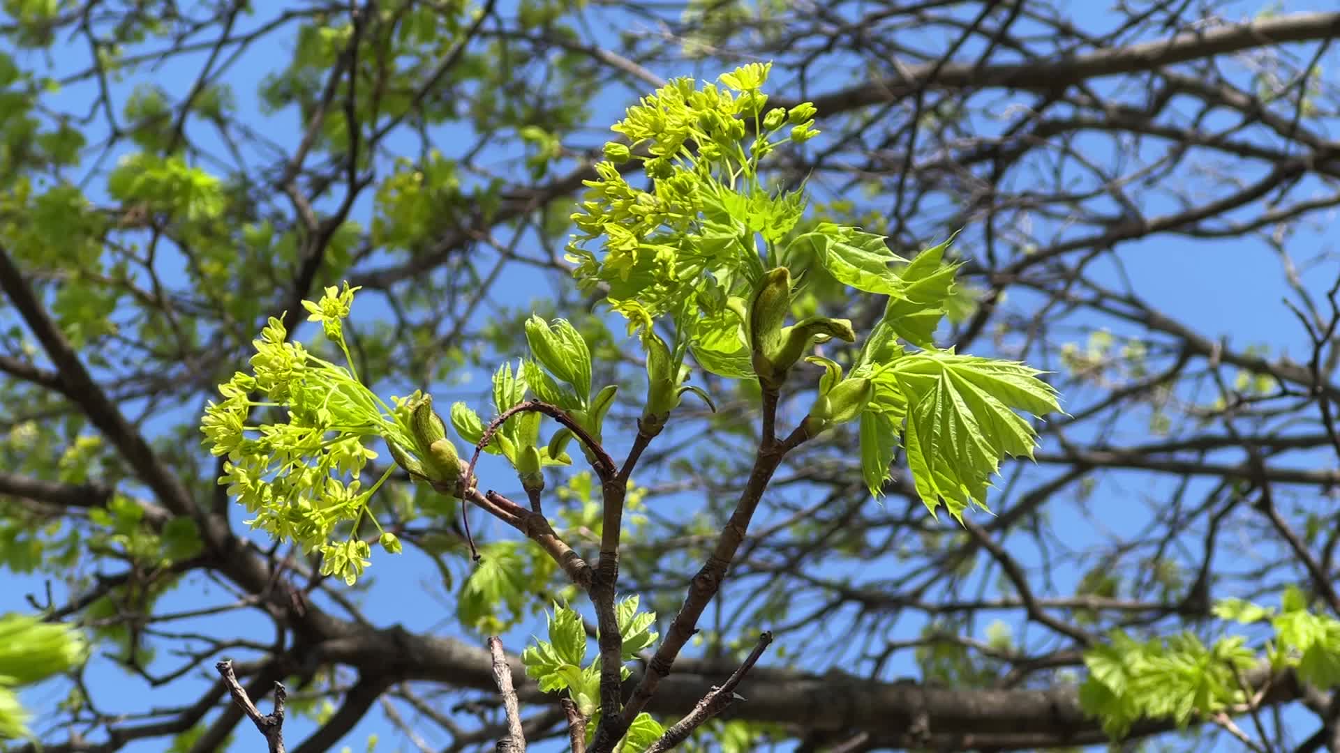 Spring season in Toronto, Canada
