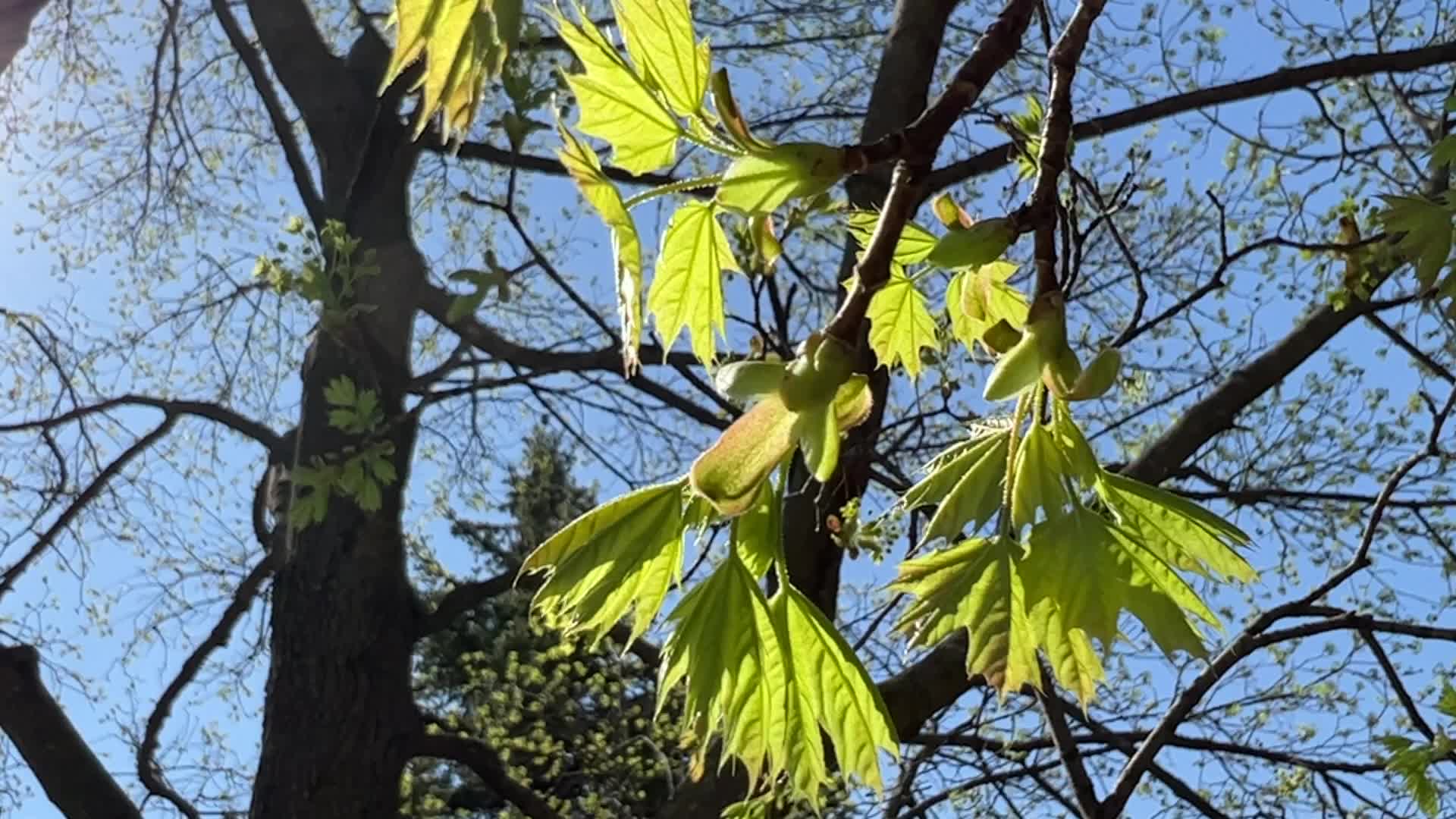 Spring season in Toronto, Canada