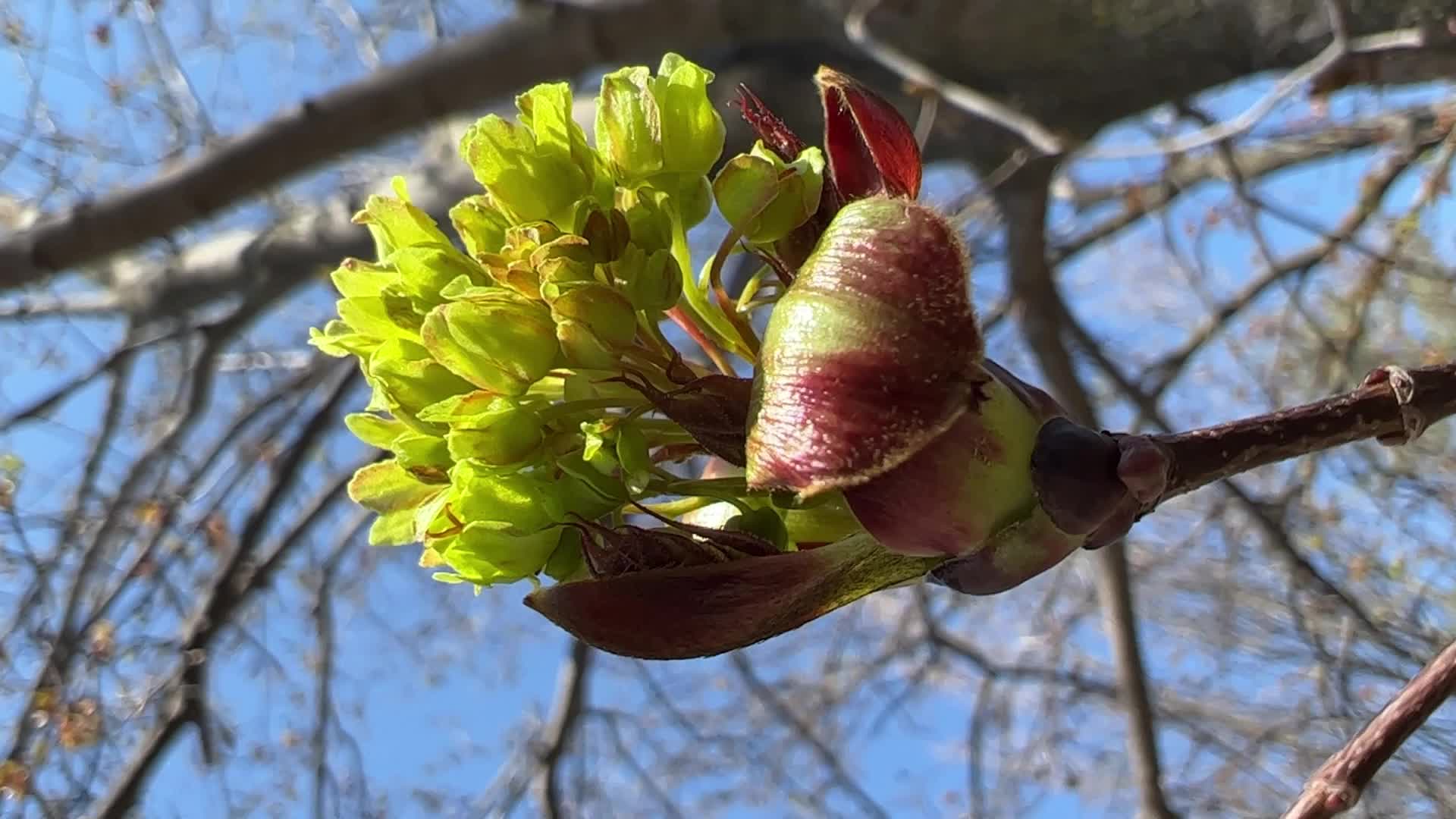 Spring season in Toronto, Canada