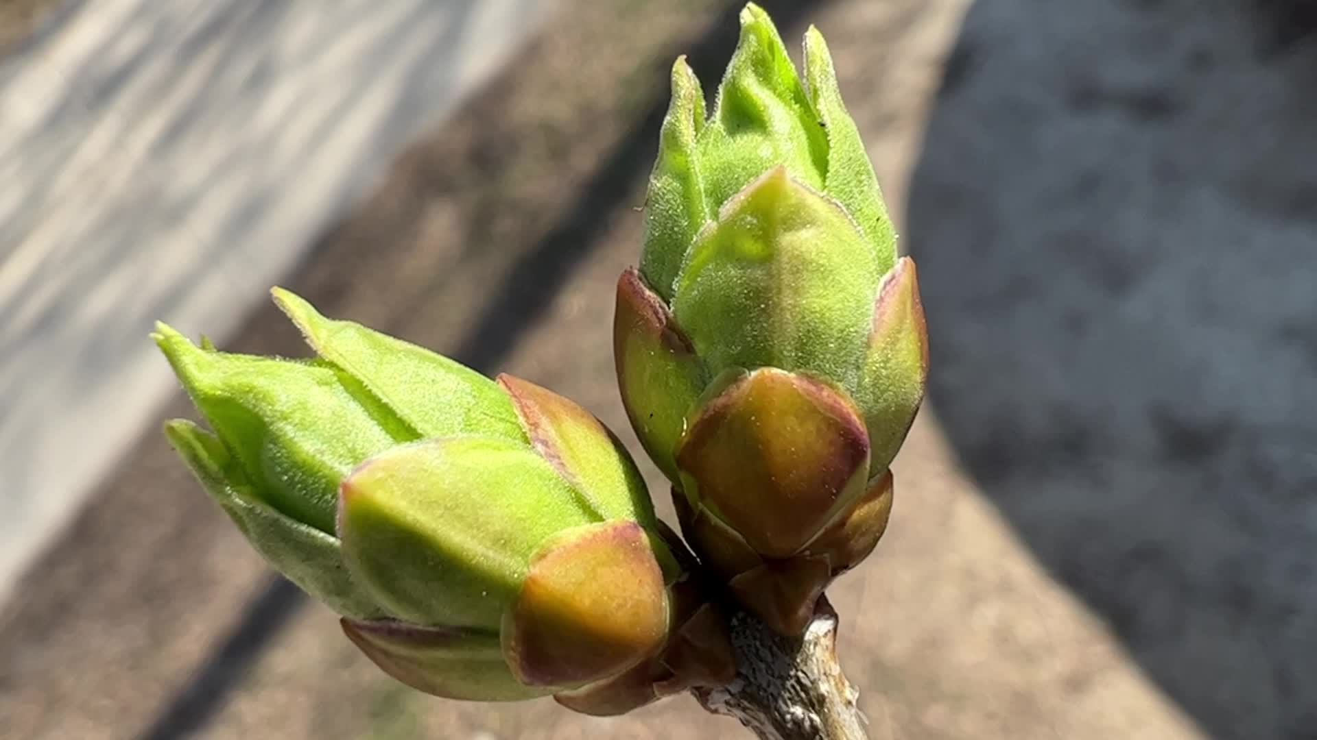 Spring season in Toronto, Canada