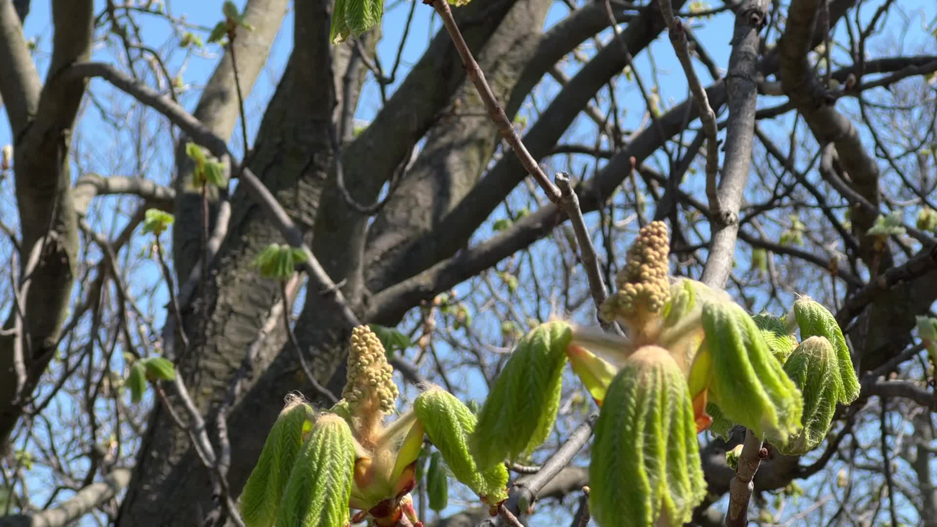 Spring season in Toronto, Canada
