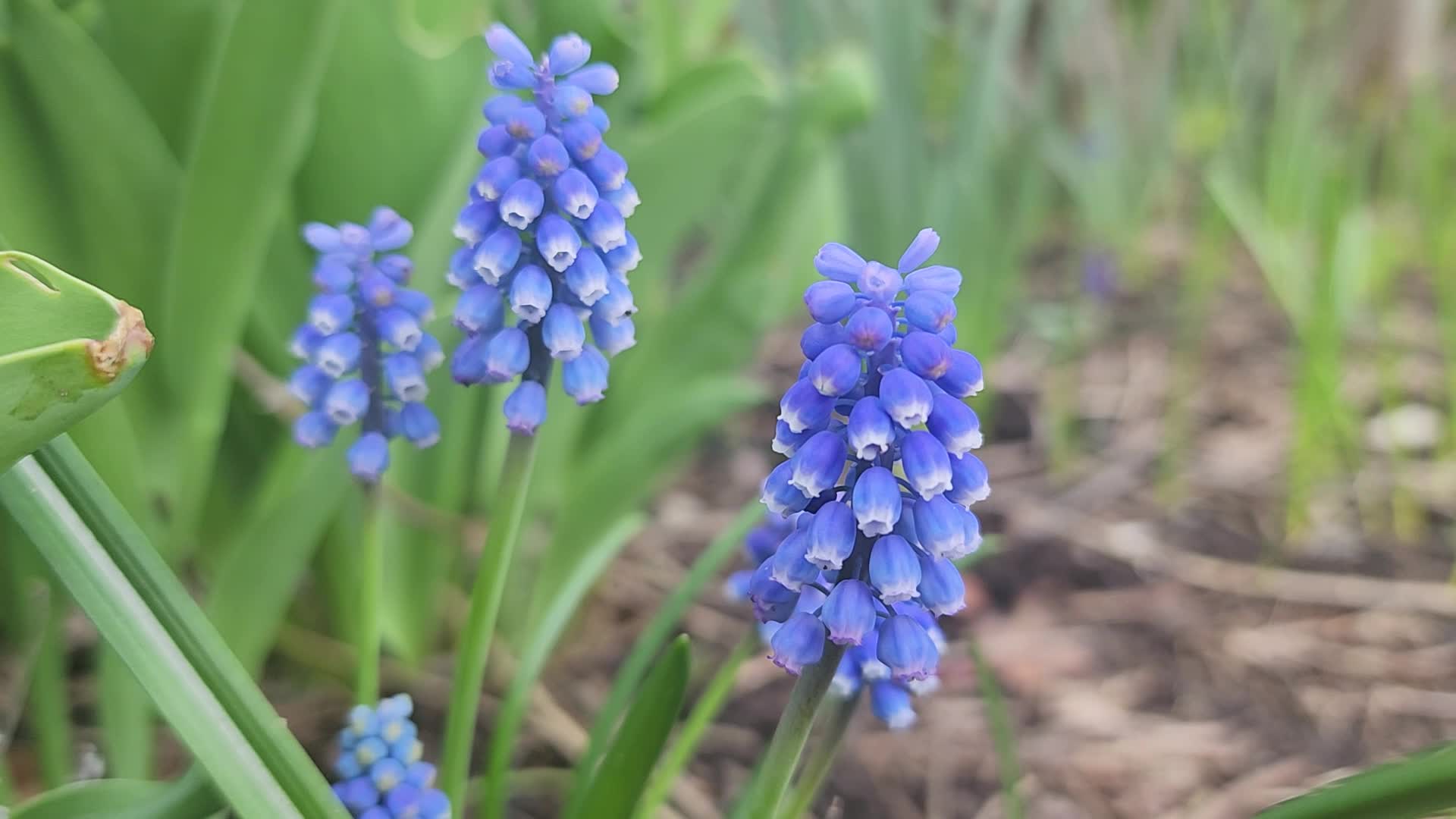 Flowers Begin To Bloom During The Spring Season