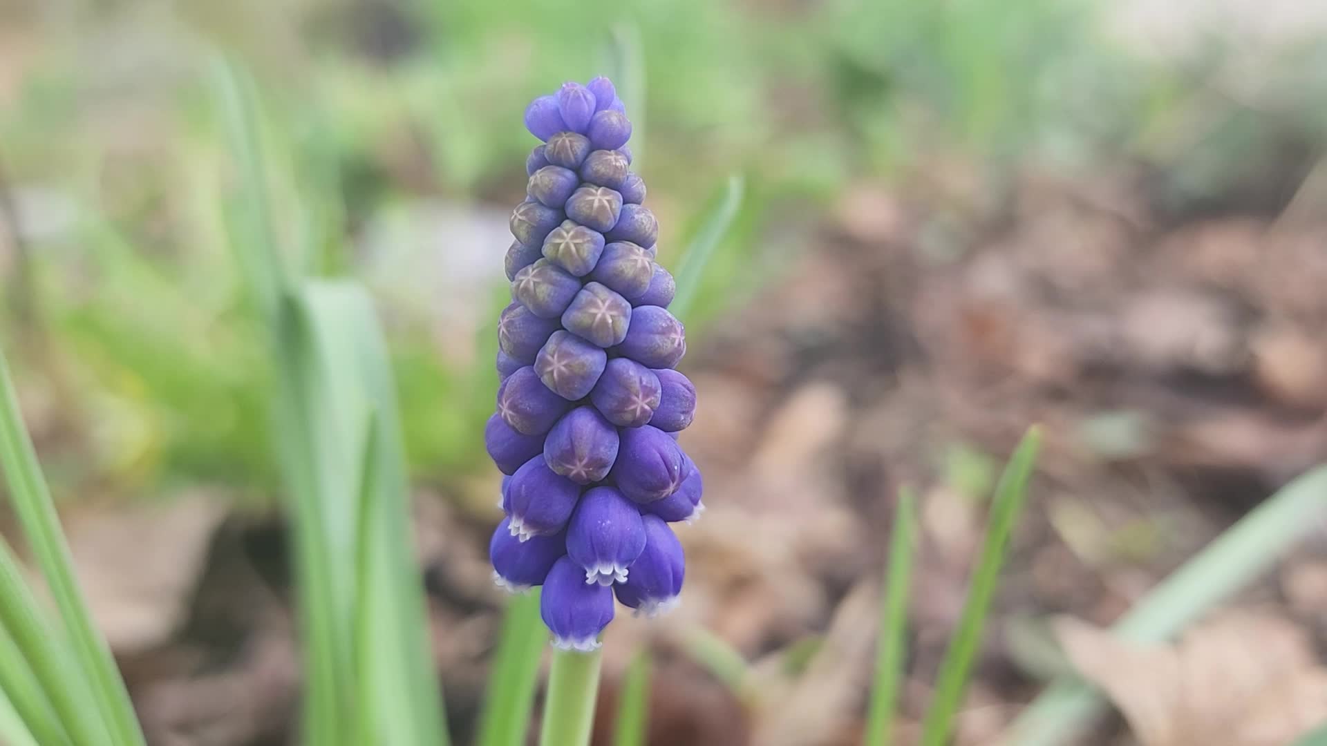 Flowers Begin To Bloom During The Spring Season
