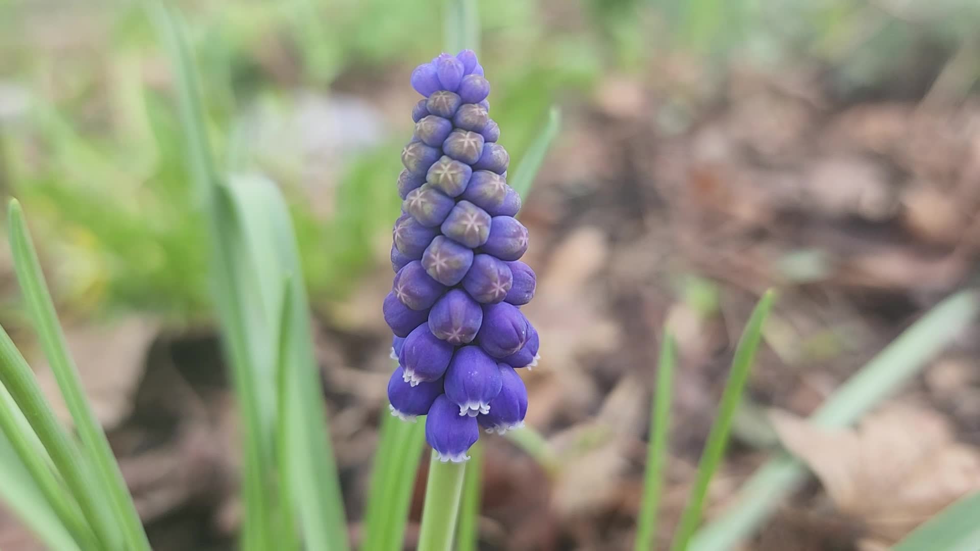 Flowers Begin To Bloom During The Spring Season