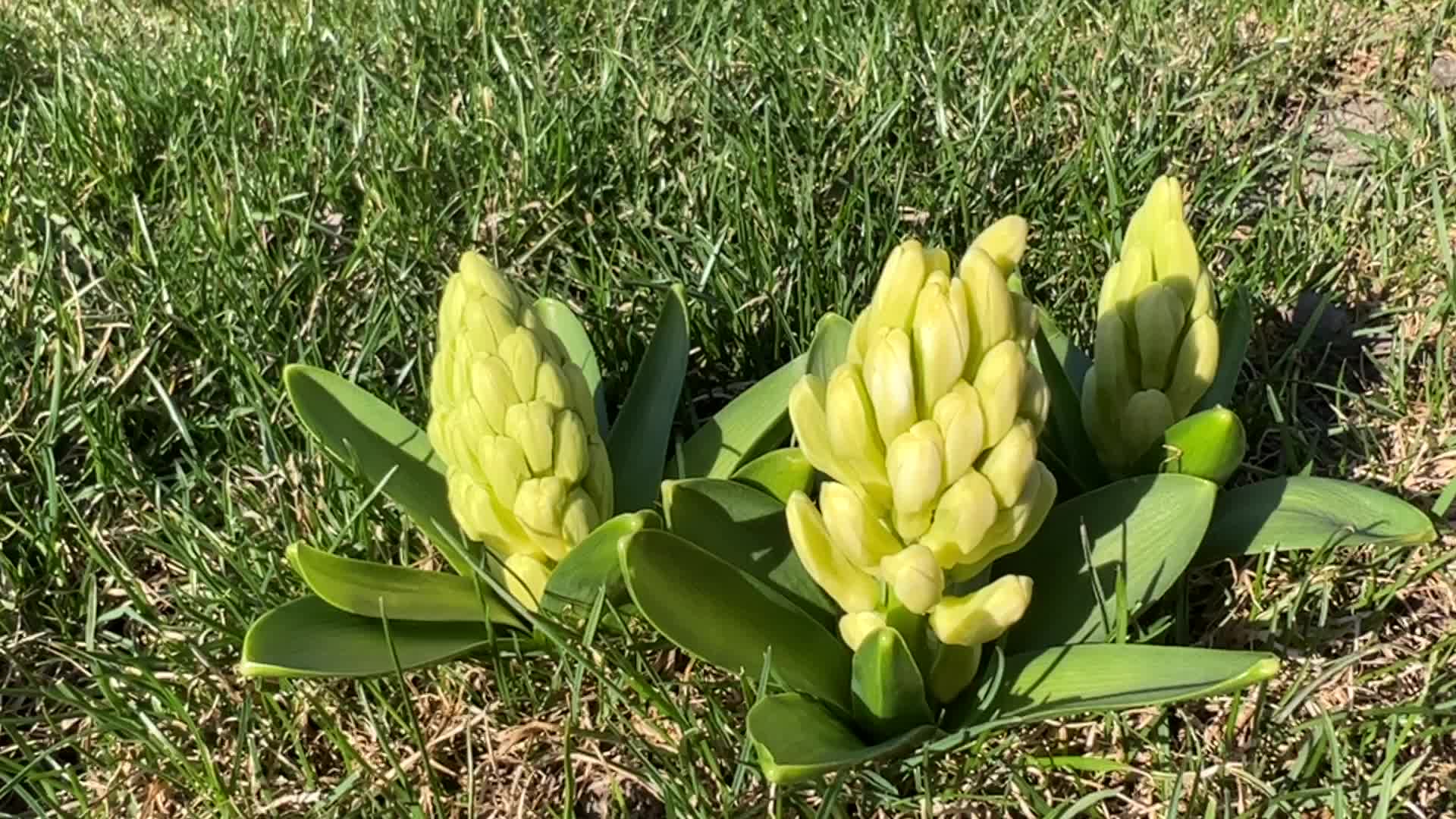 Flowers Begin To Bloom During The Spring Season