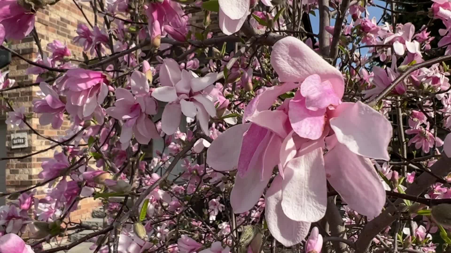 Flowers Begin To Bloom During The Spring Season