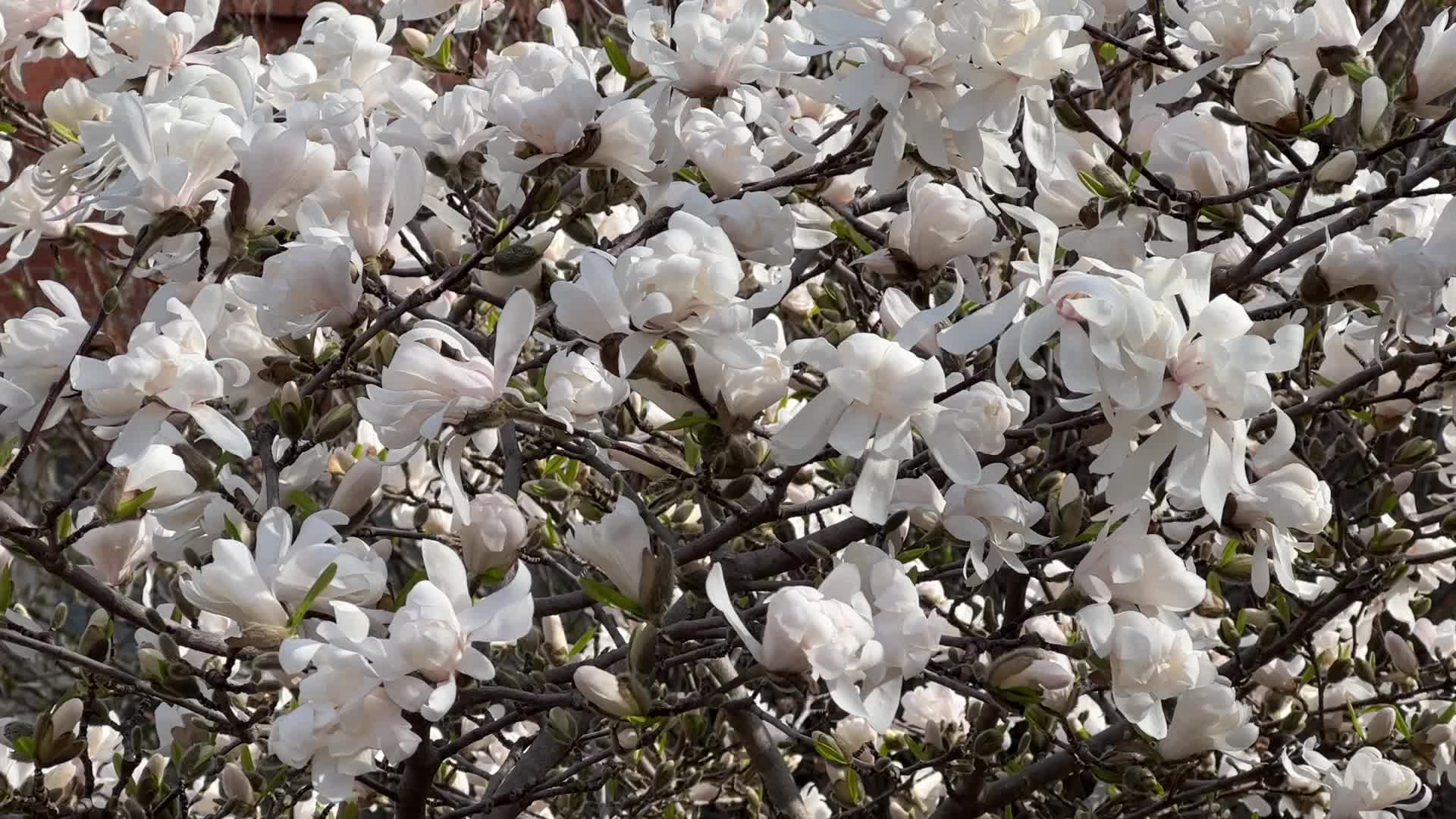 Flowers Begin To Bloom During The Spring Season