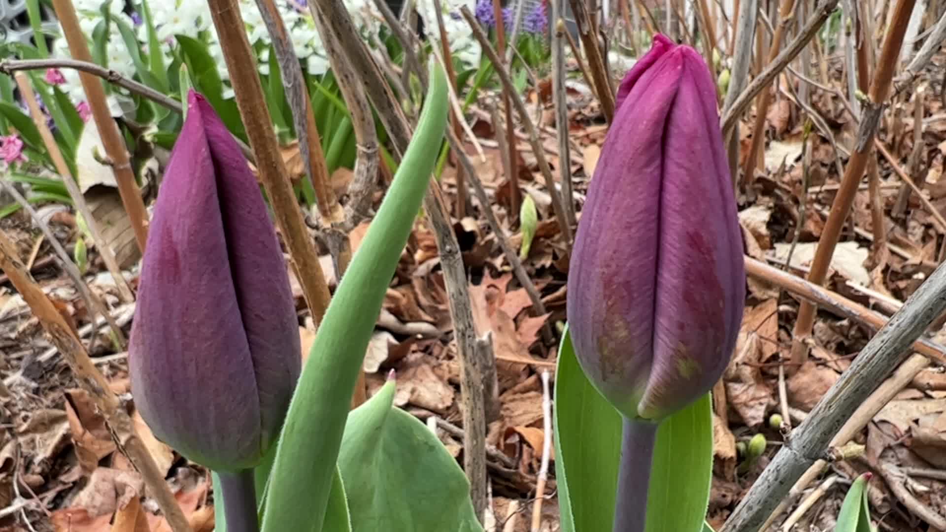 Flowers Begin To Bloom During The Spring Season