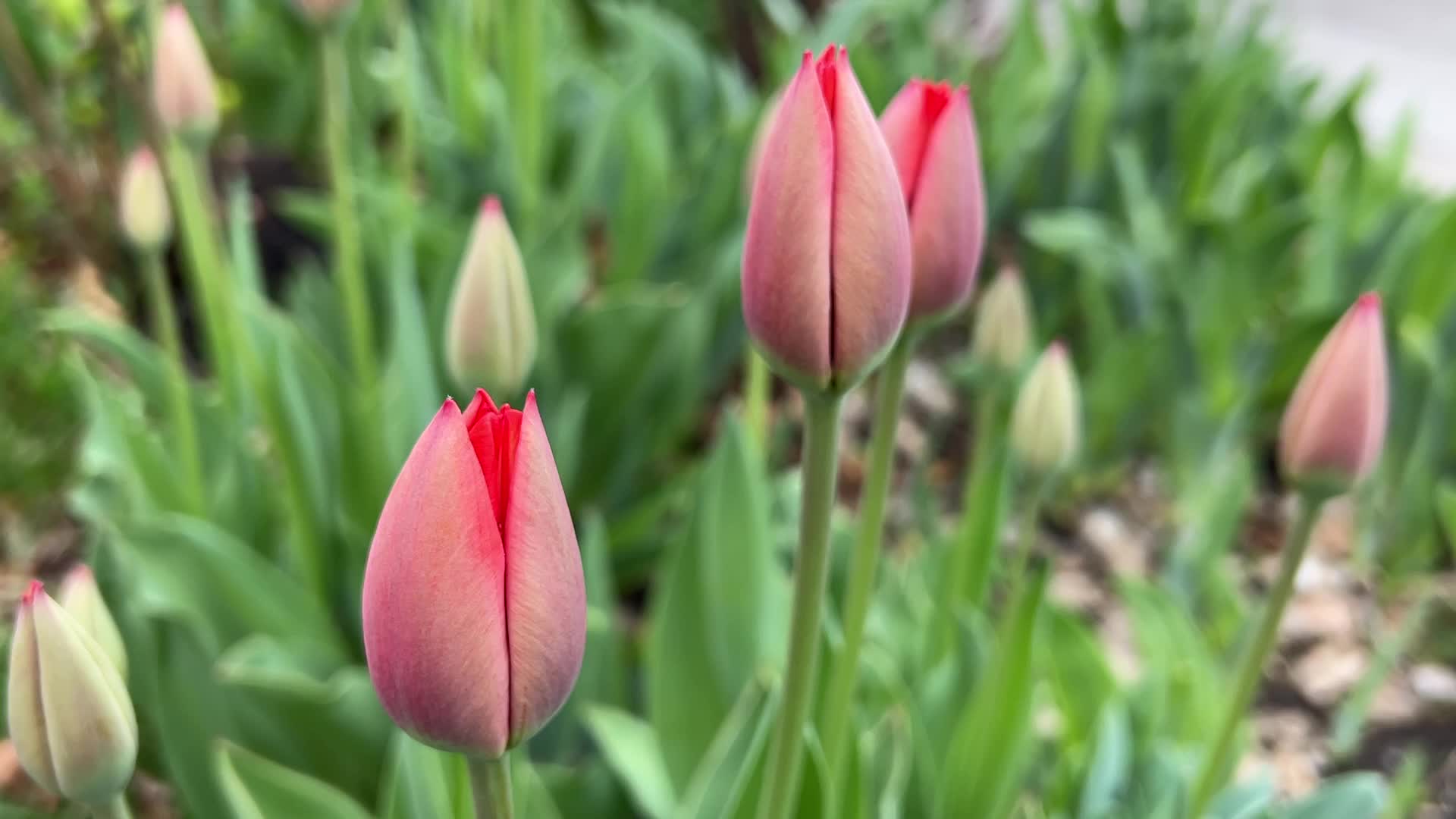 Flowers Begin To Bloom During The Spring Season