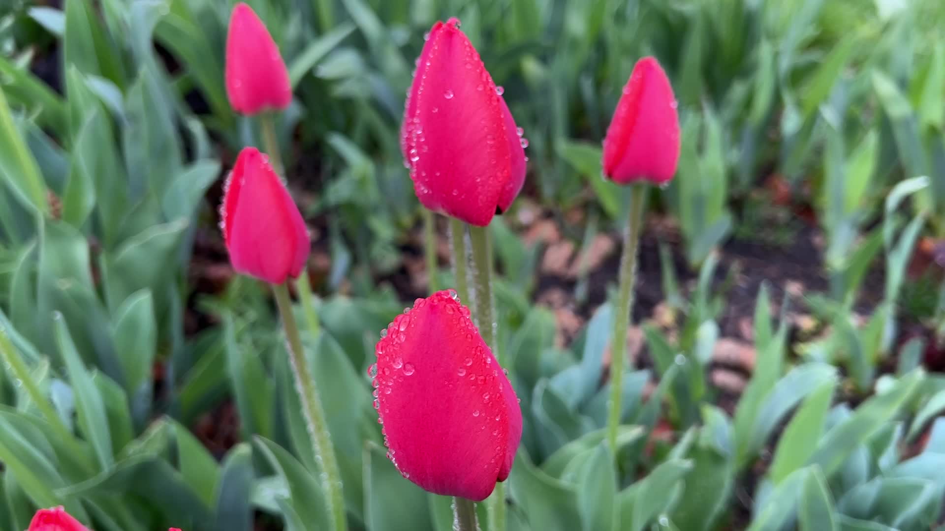 Rainy weather in Toronto