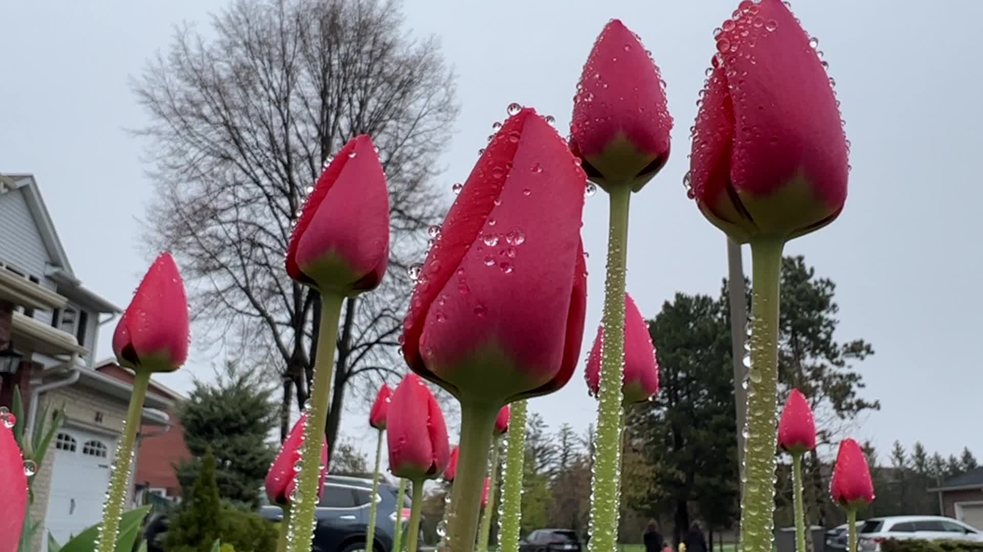Rainy weather in Toronto