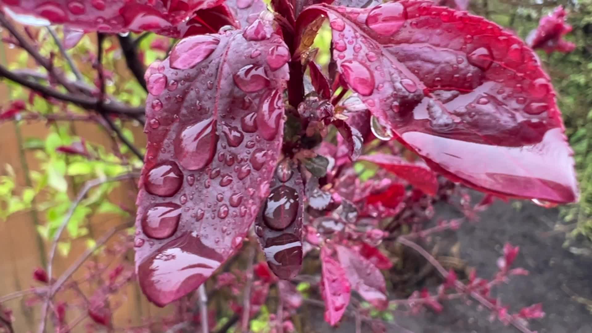 Rainy weather in Toronto