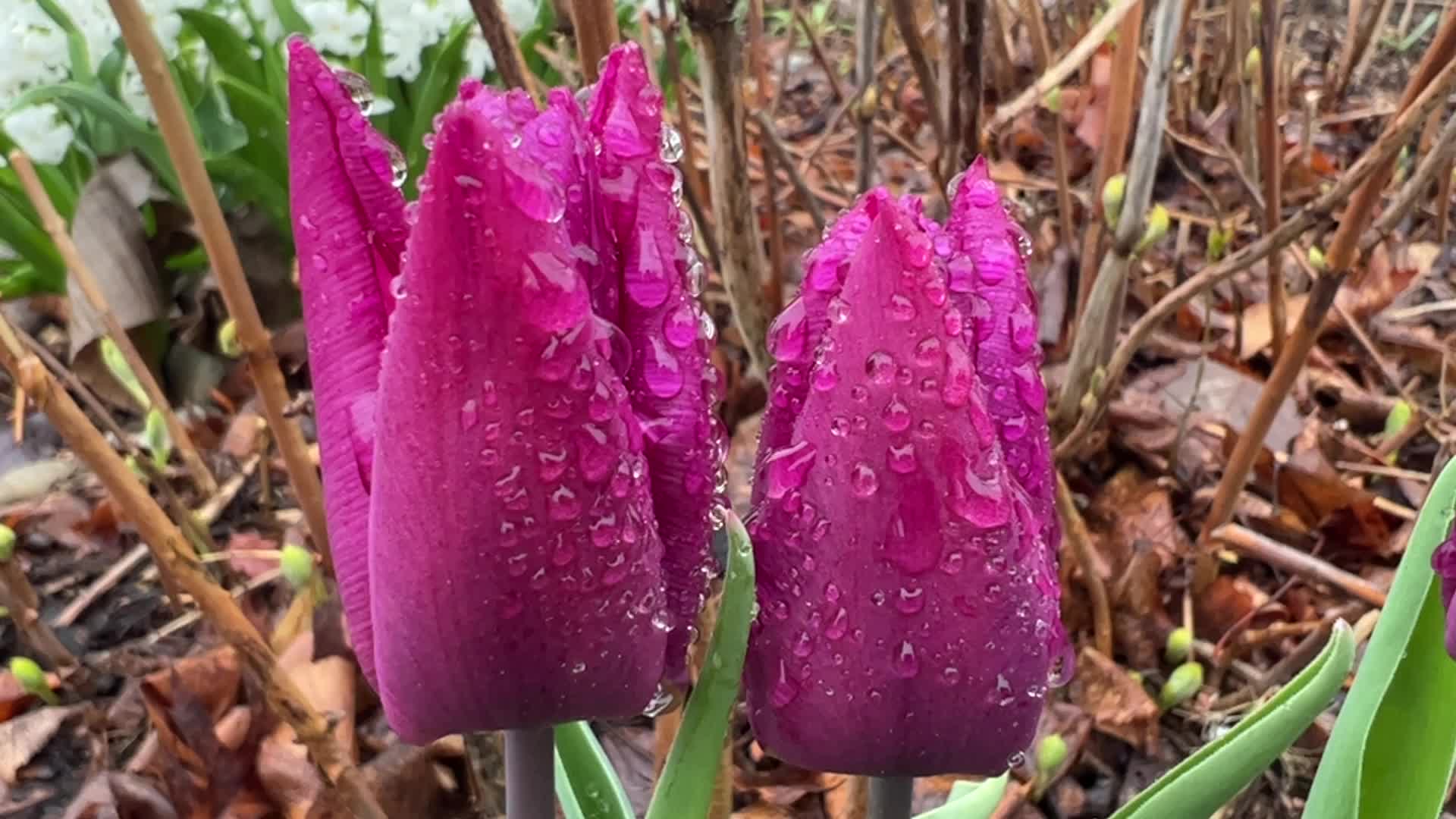 Rainy weather in Toronto
