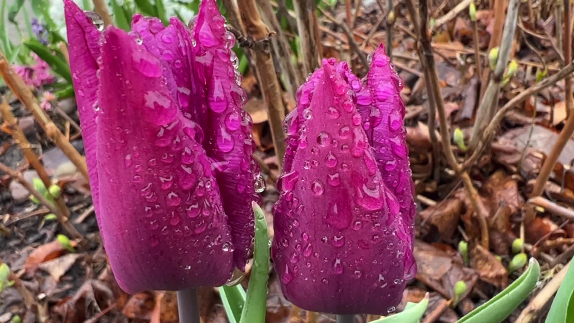 Rainy weather in Toronto