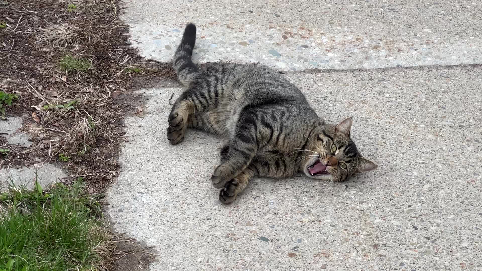 Daily life in Toronto
