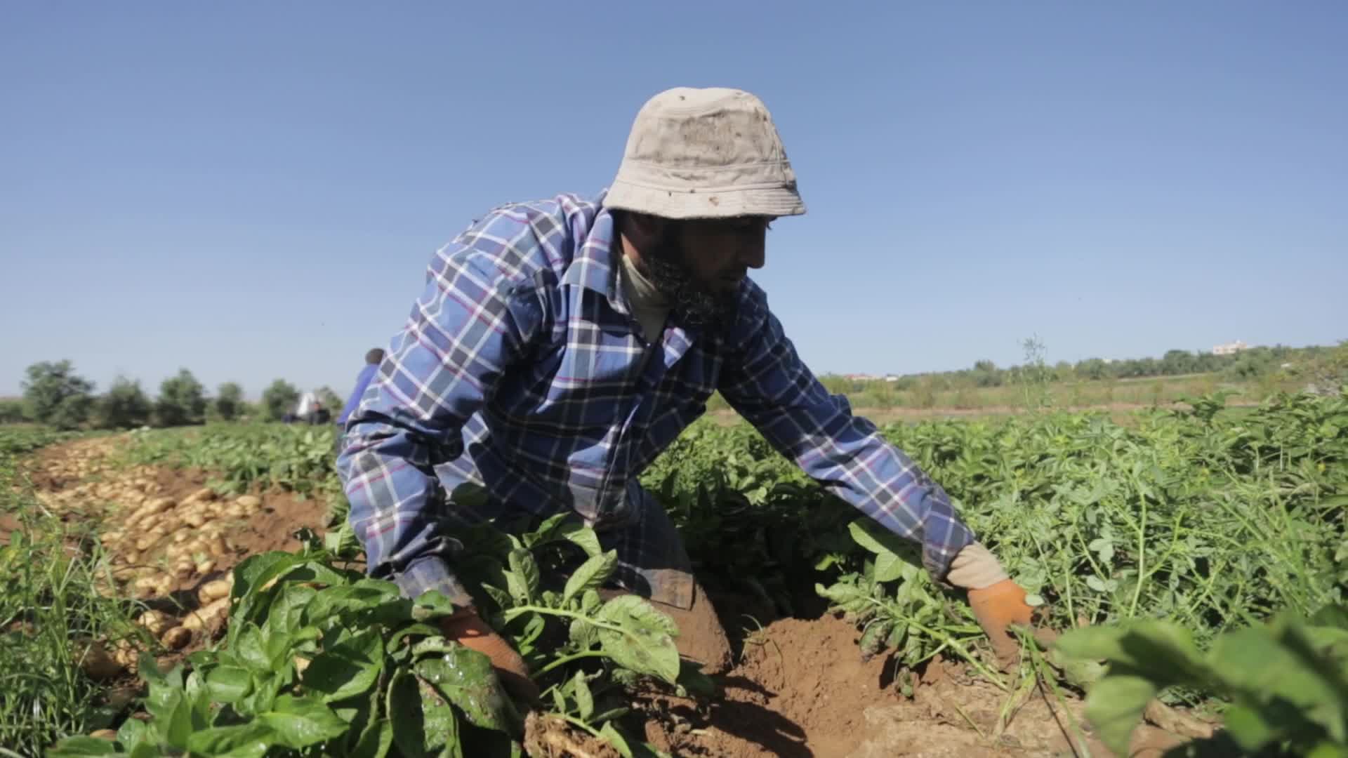 Palestinian Farmers In Gaza, Palestine