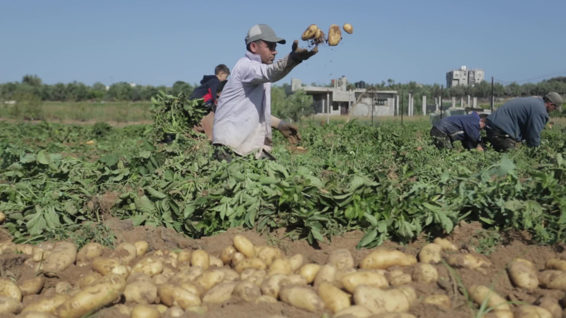 Palestinian Farmers In Gaza, Palestine